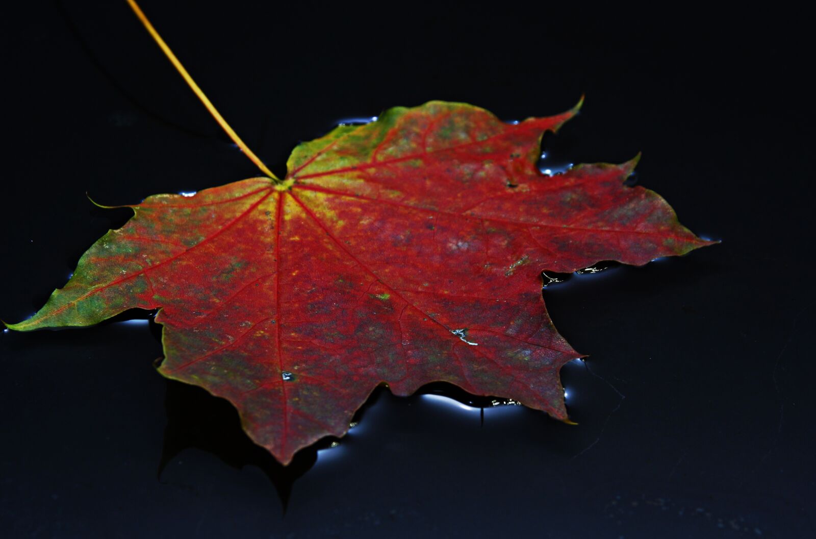 Canon EOS 1000D (EOS Digital Rebel XS / EOS Kiss F) sample photo. Leaf, autumn leaf, colorful photography