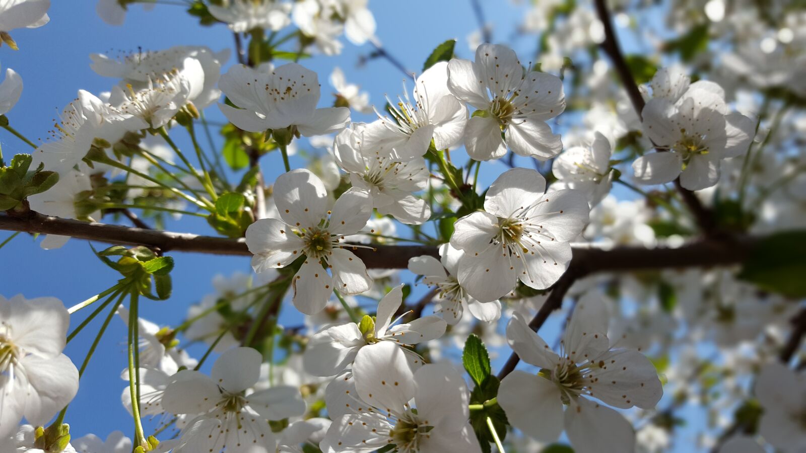 Samsung Galaxy S6 sample photo. Cherry tree, cherry blossoms photography