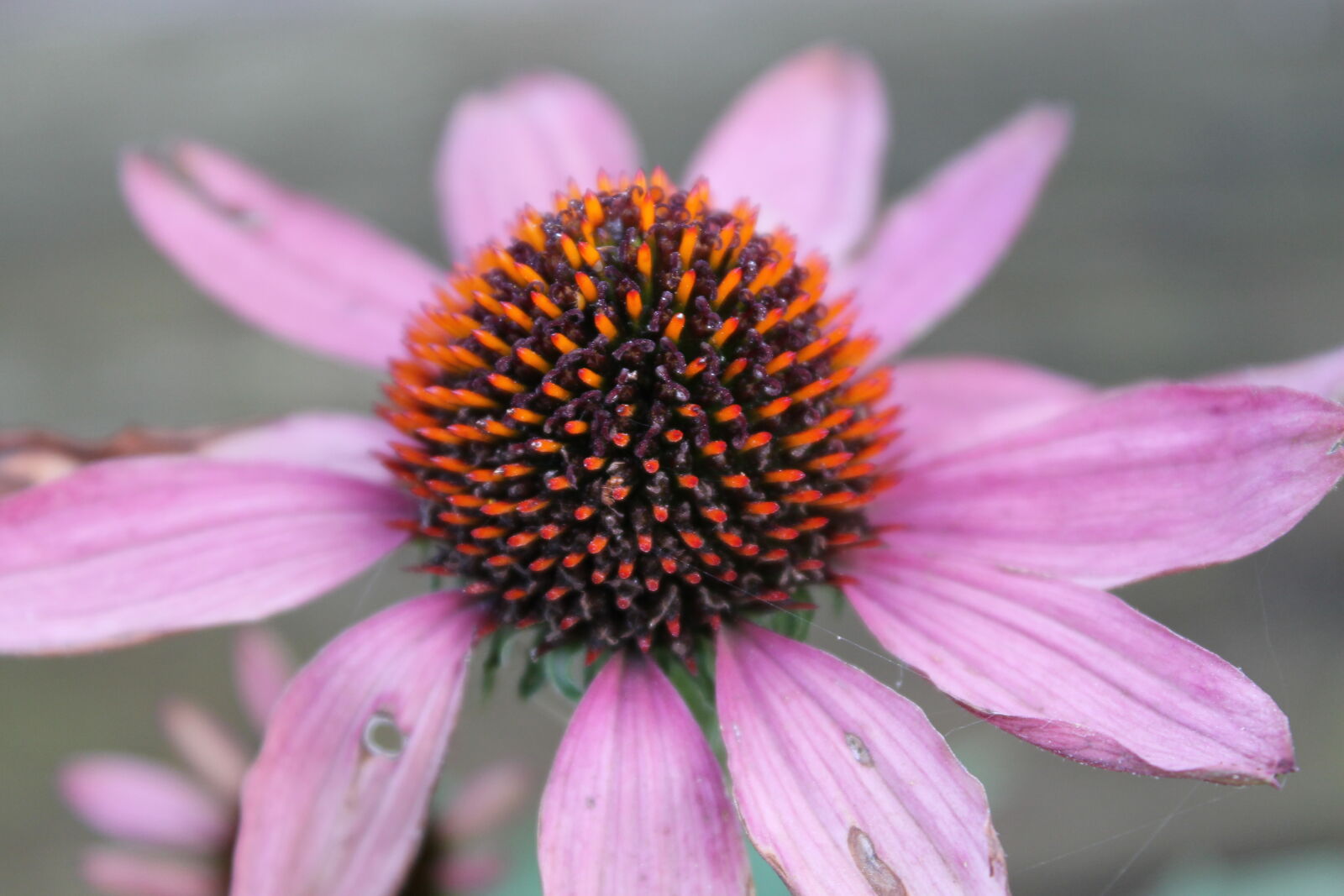 Canon EOS 1100D (EOS Rebel T3 / EOS Kiss X50) sample photo. Alive, bloom, blooming, blossom photography