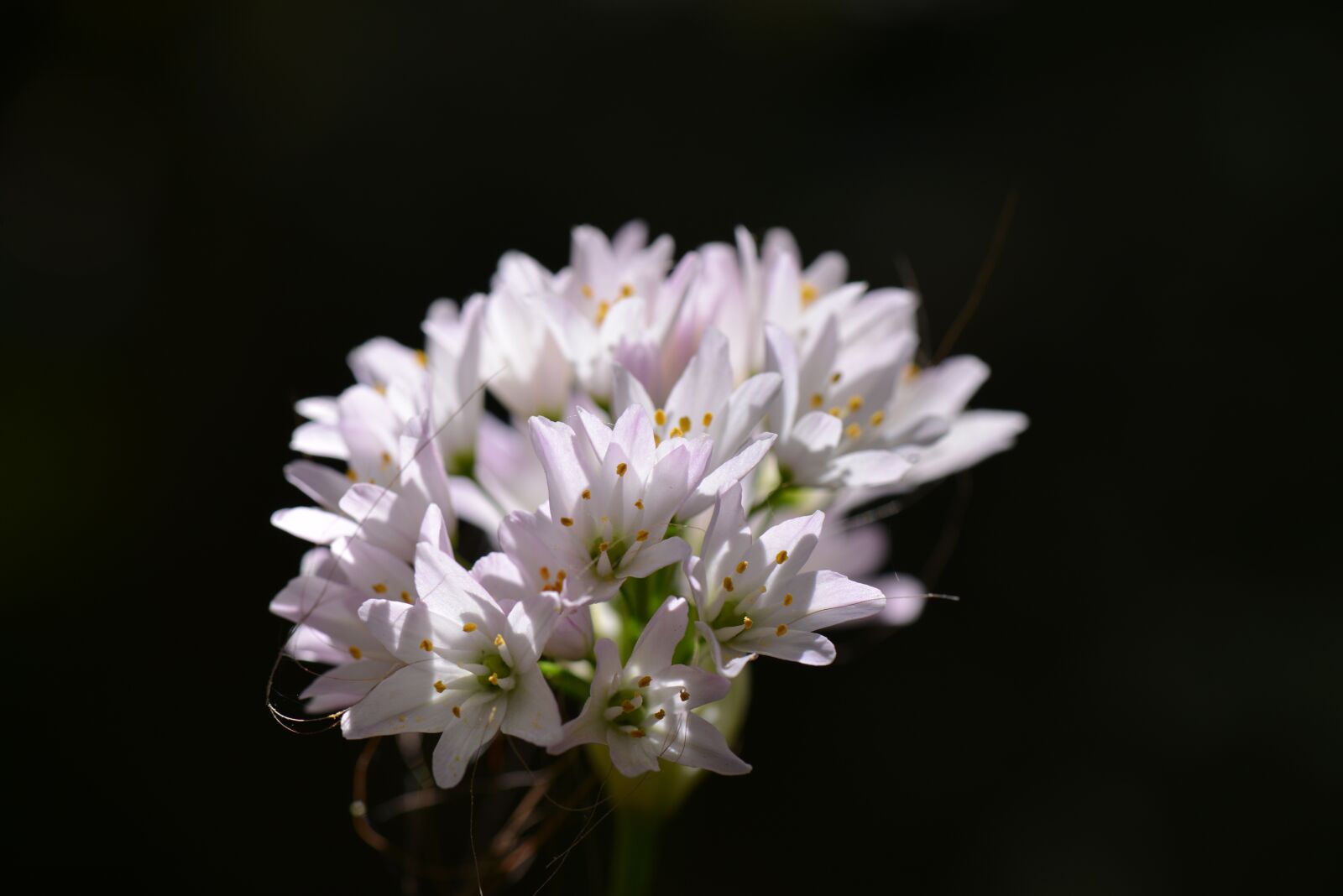 Nikon D600 sample photo. Flower, white, flowers photography