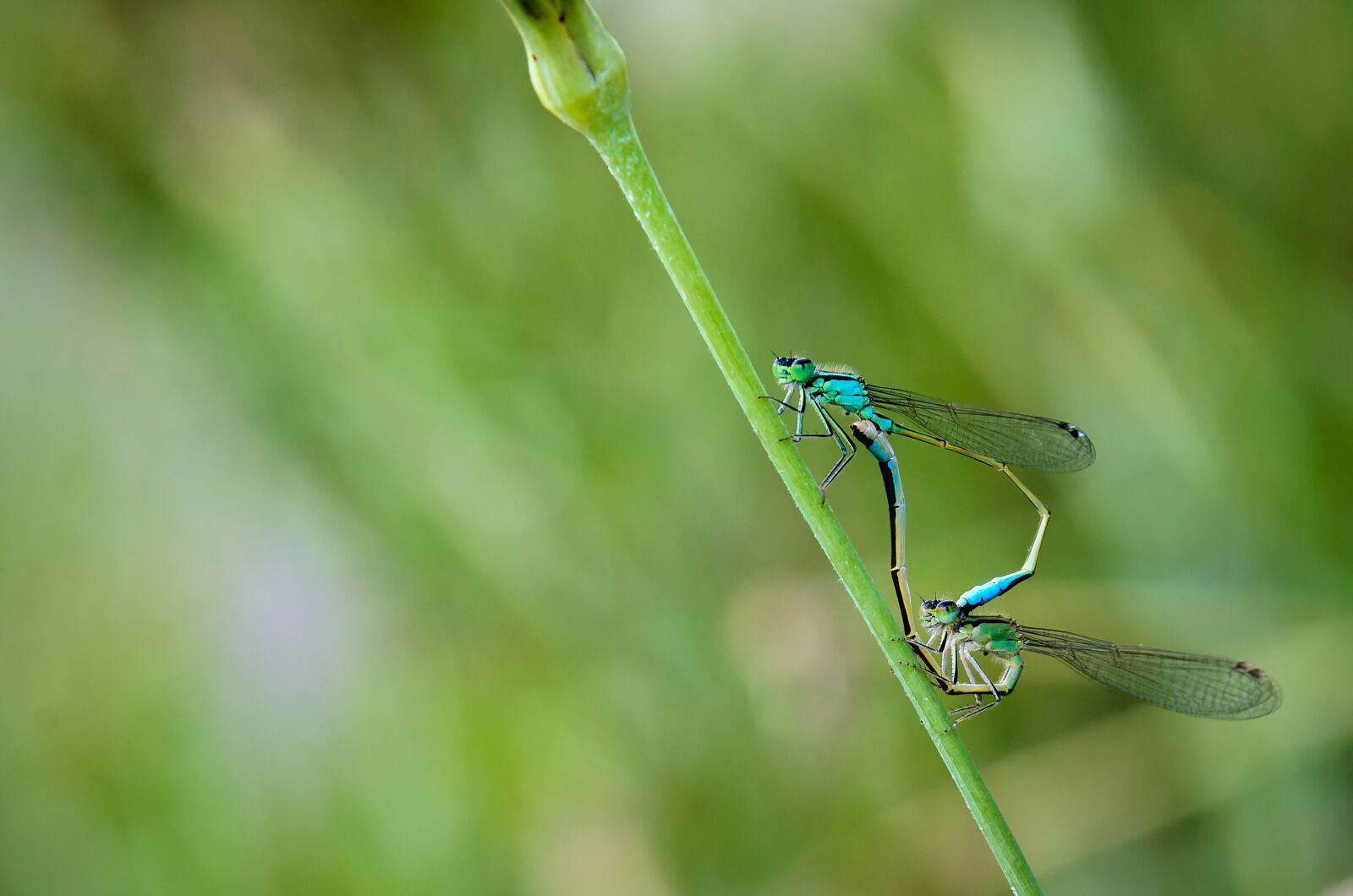 Nikon D7000 sample photo. Animals, dragonfly, nature photography