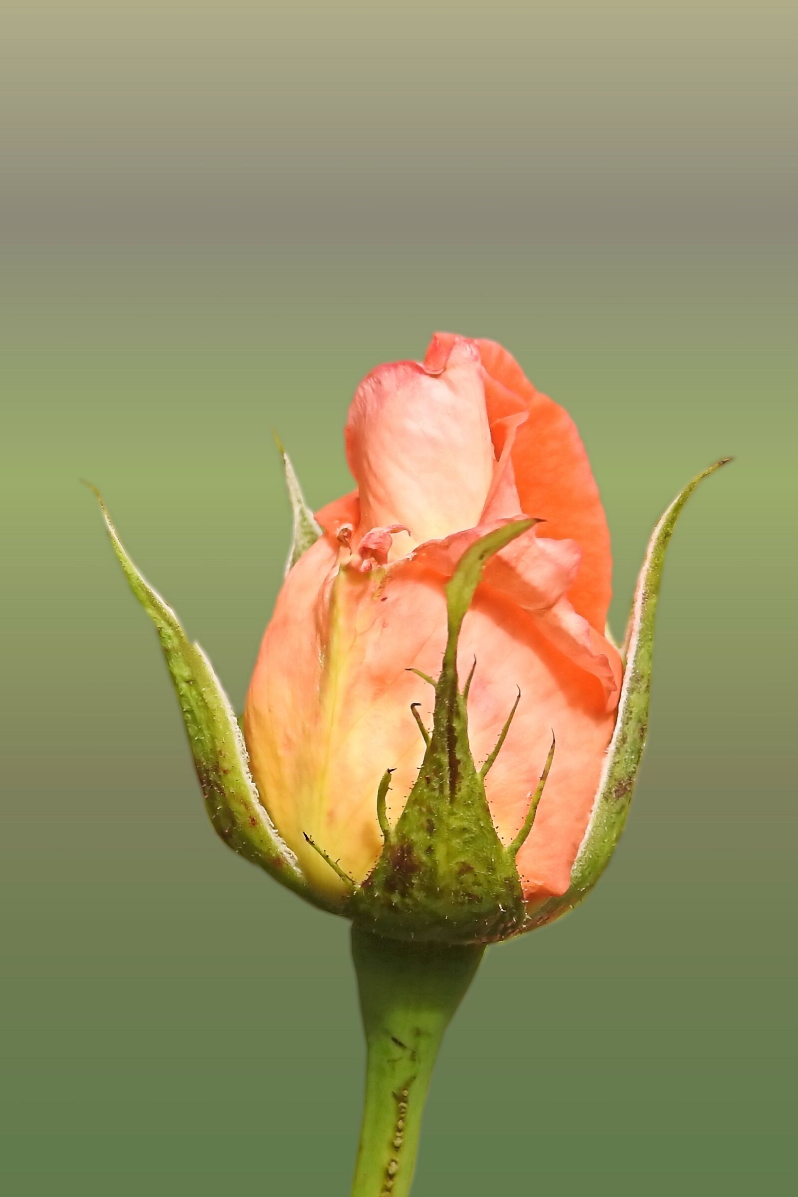 Nikon Coolpix P900 sample photo. Rose, orange, salmon photography