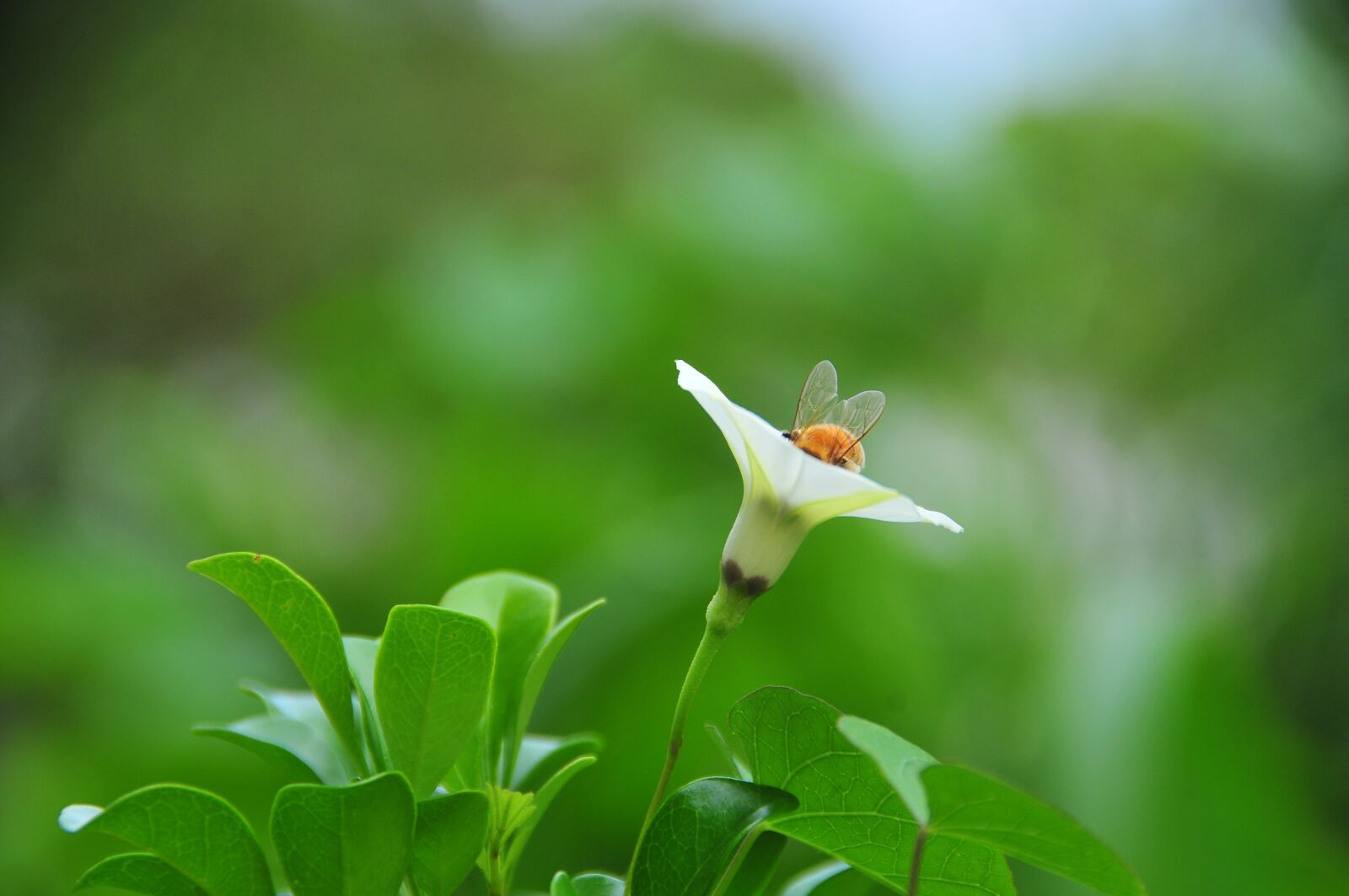 Nikon D300 sample photo. Kyi cows, white, bee photography
