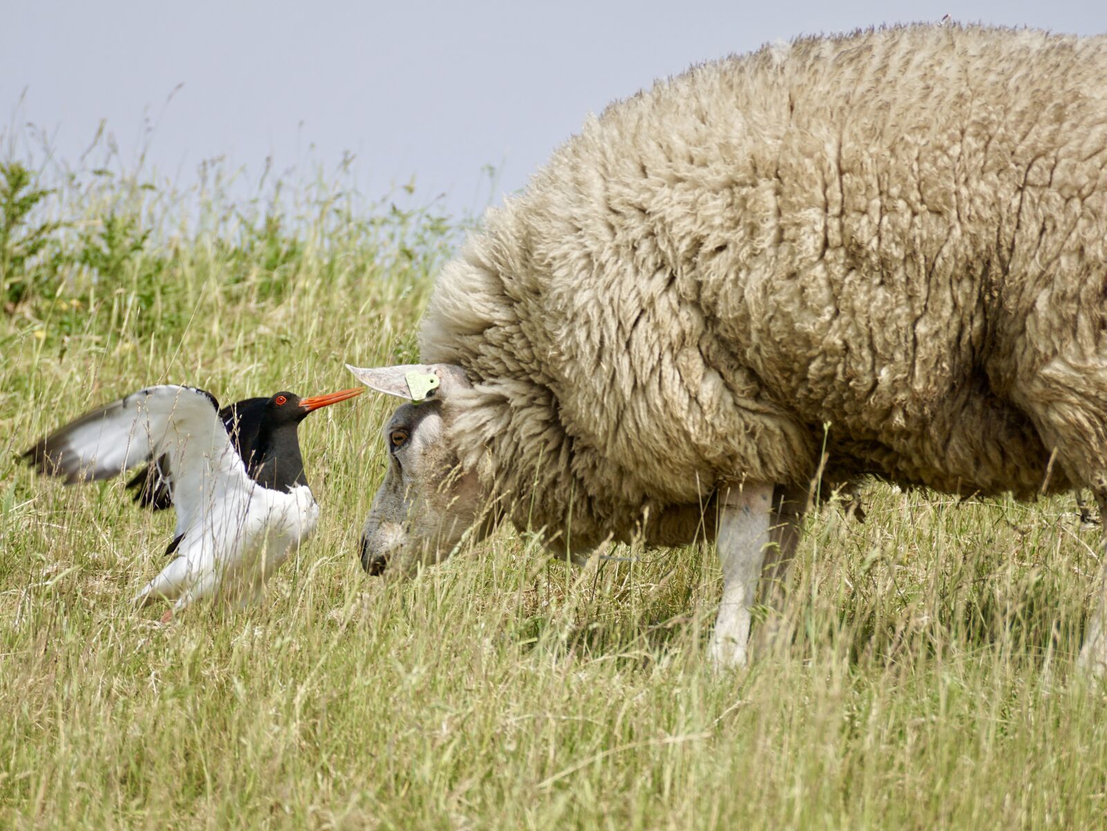 Sony DT 55-300mm F4.5-5.6 SAM sample photo. Sheep, oystercatcher, bird photography