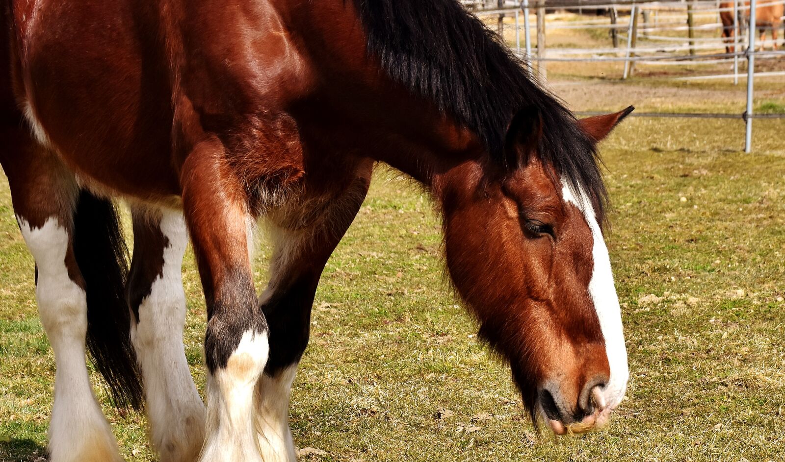 Nikon D7200 sample photo. Shire horse, horse, coupling photography