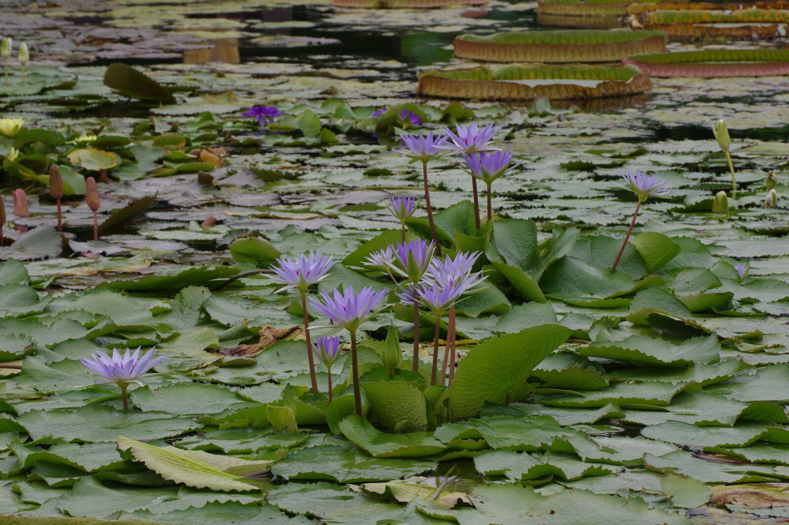 Pentax K-3 sample photo. Water lily, pond, water photography