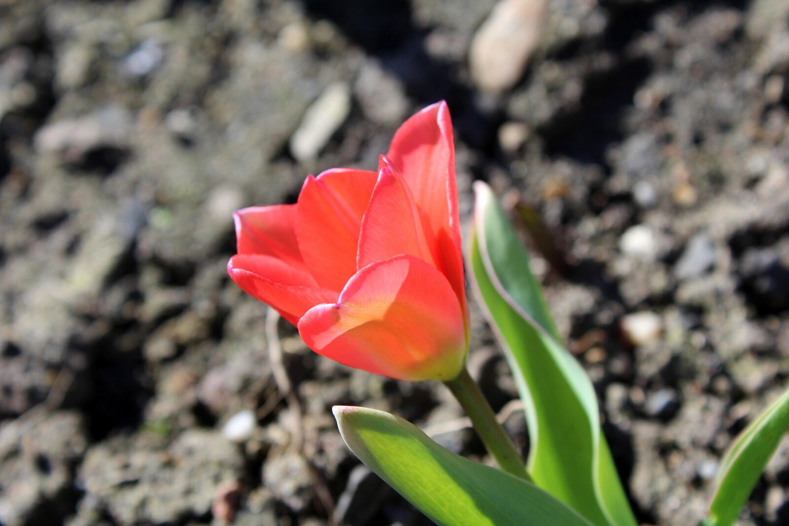 Canon EOS 1200D (EOS Rebel T5 / EOS Kiss X70 / EOS Hi) sample photo. Tulip, spring flowers, spring photography