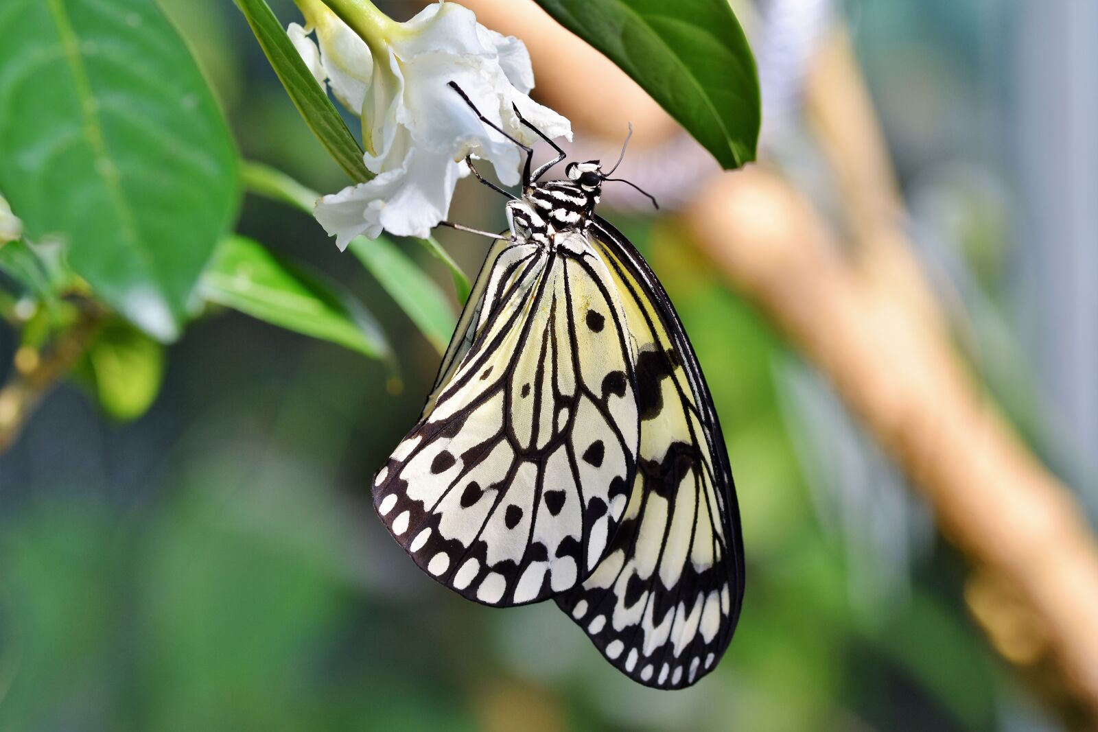 Nikon D7200 sample photo. Butterfly, tropical butterfly, exotic photography