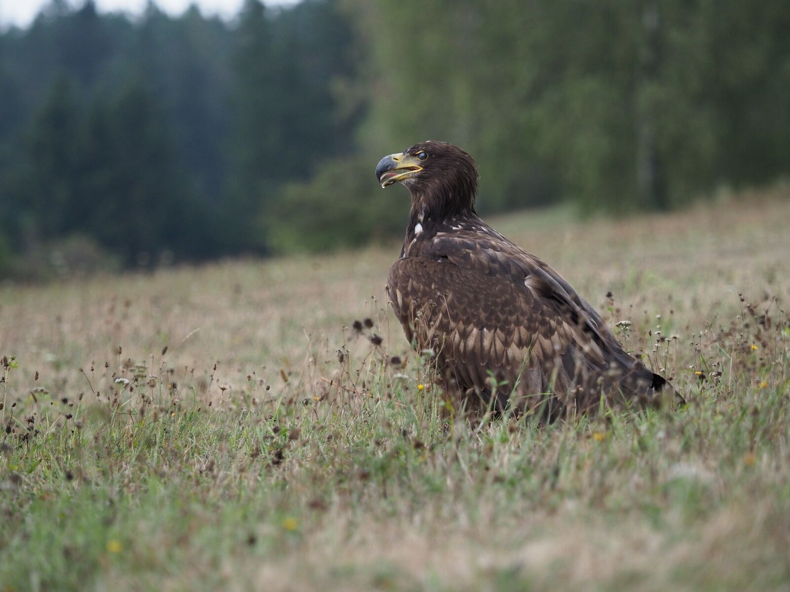 Olympus OM-D E-M1 Mark II + Olympus M.Zuiko Digital ED 40-150mm F2.8 Pro sample photo. Bird, animal, eagle photography