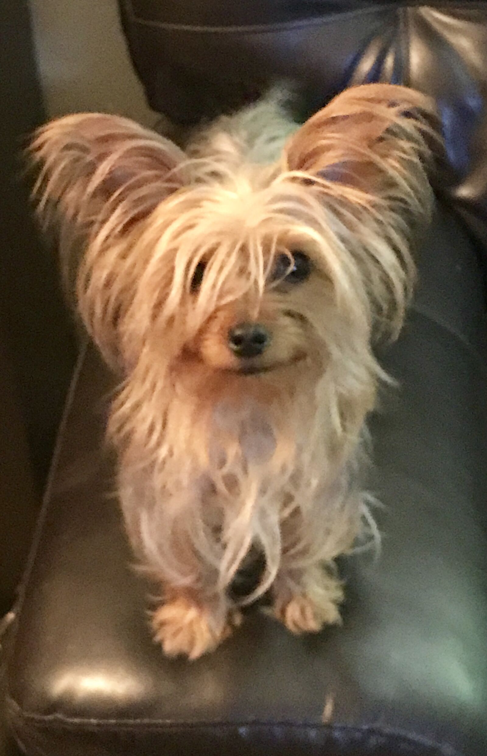 Apple iPhone 7 Plus sample photo. Gidget, yorkie, tiny photography
