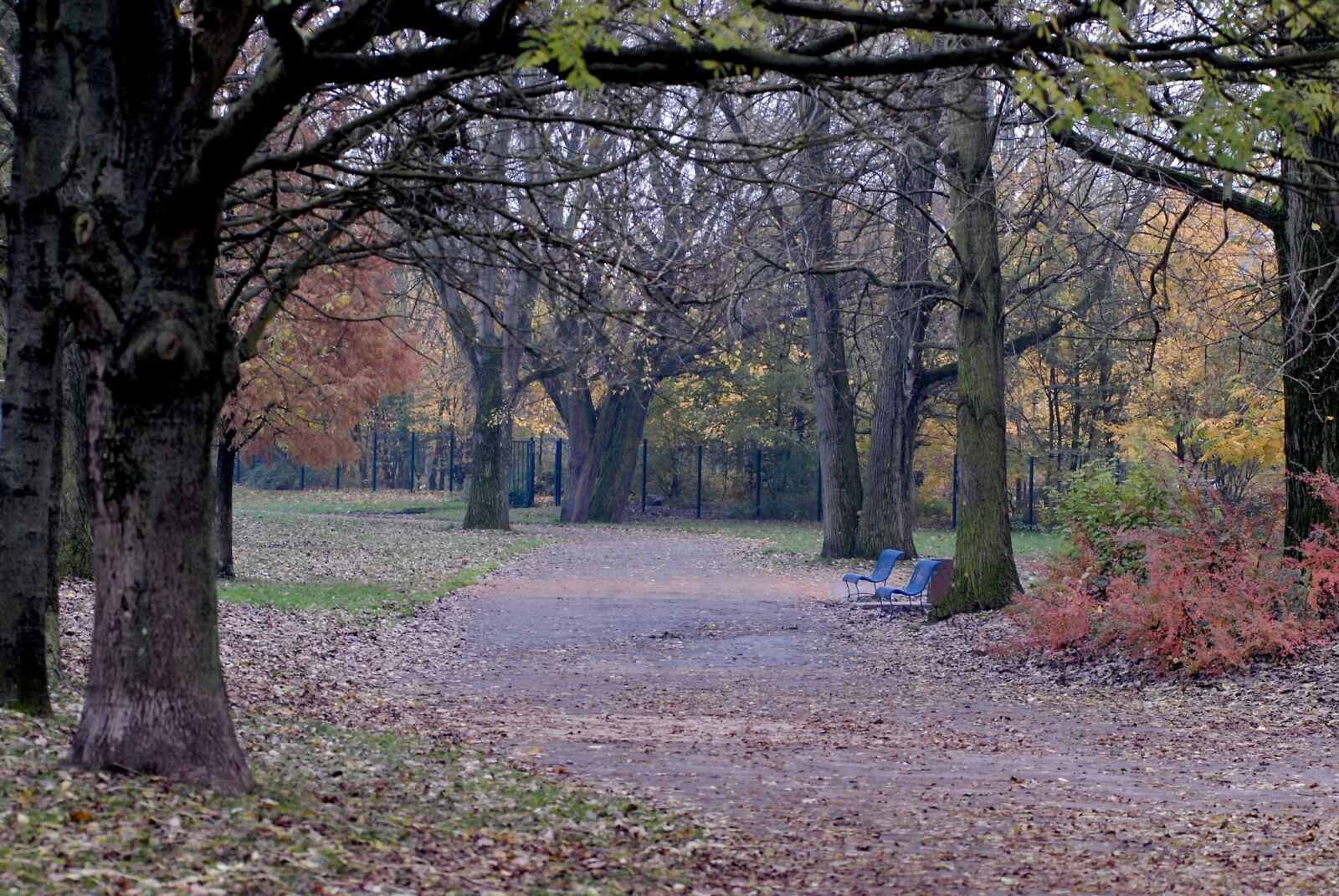 Nikon D200 sample photo. Park, fall, tree photography