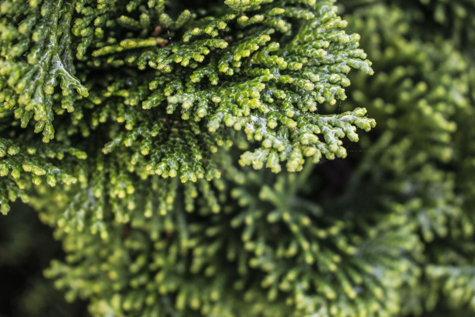 Nikon D5300 sample photo. Green, nature, tree photography