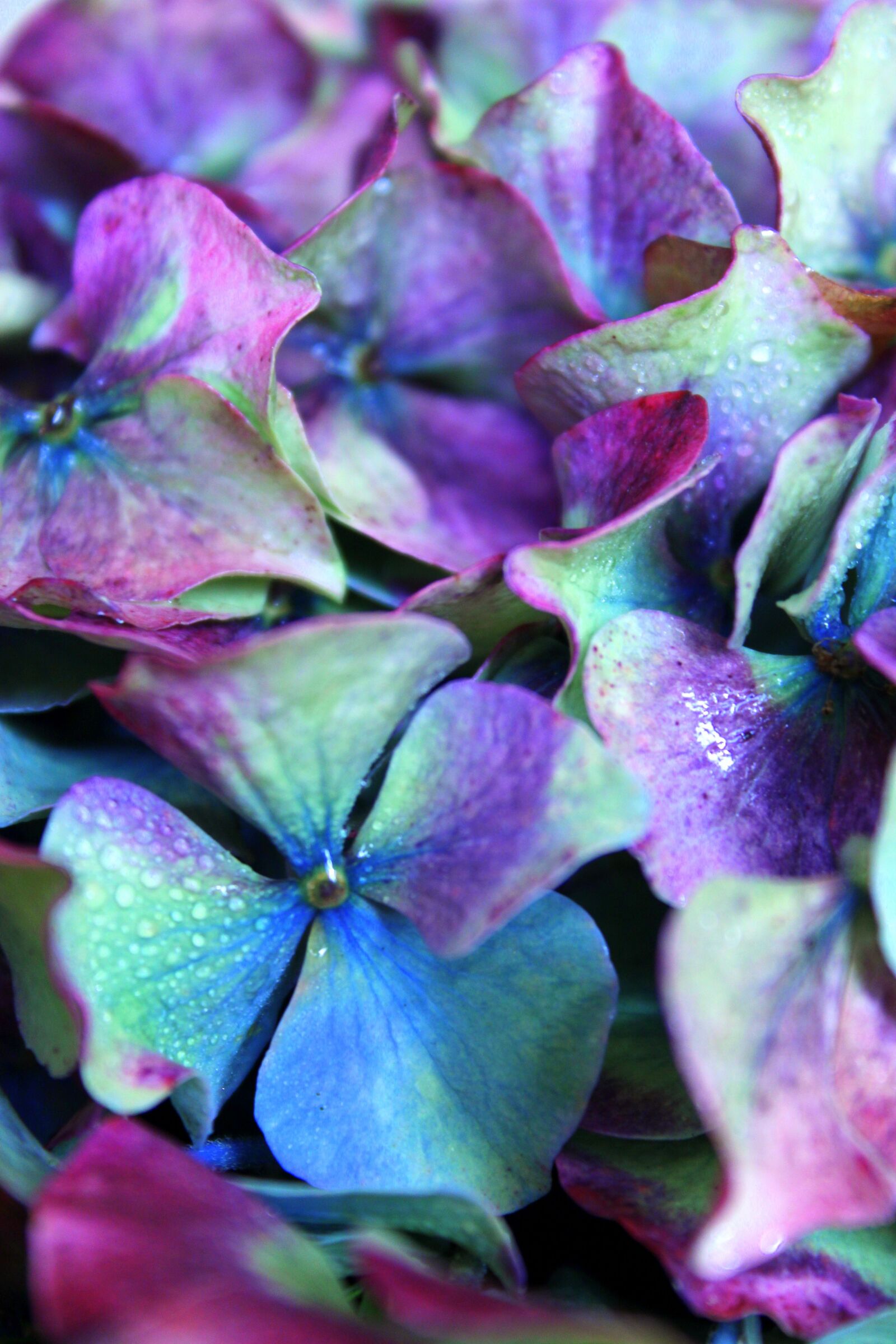 Canon EOS 1300D (EOS Rebel T6 / EOS Kiss X80) sample photo. Hydrangea, purple, colorful photography
