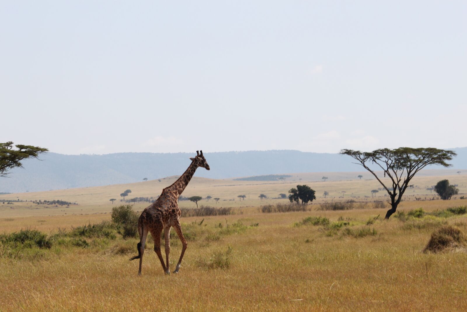 Canon EOS 500D (EOS Rebel T1i / EOS Kiss X3) sample photo. Giraffe, africa, animal photography