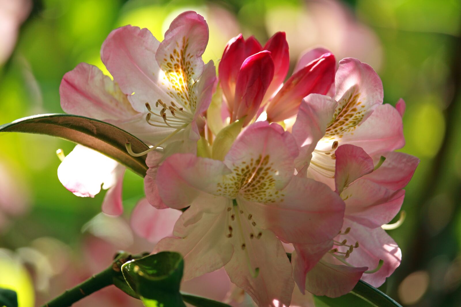 Canon EOS 700D (EOS Rebel T5i / EOS Kiss X7i) sample photo. Rhododendron, park, nature photography