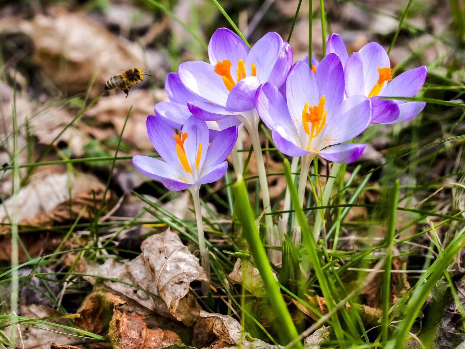 OLYMPUS 35mm Lens sample photo. Crocus, flower, blossom photography