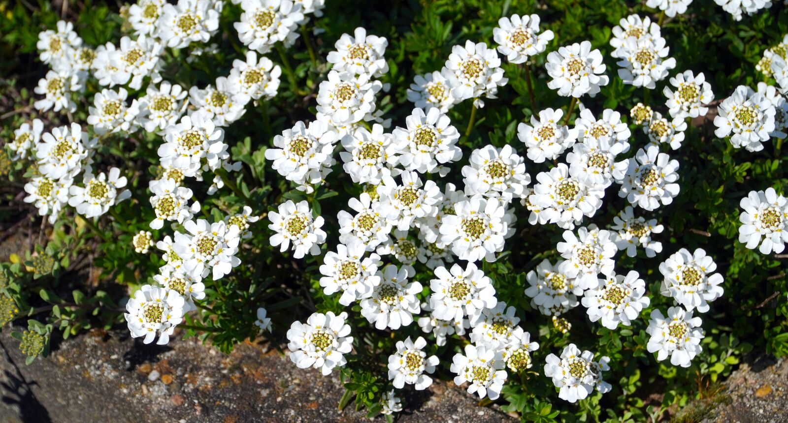 Sony E PZ 18-105mm F4 G OSS sample photo. Stone herb, white, flowers photography
