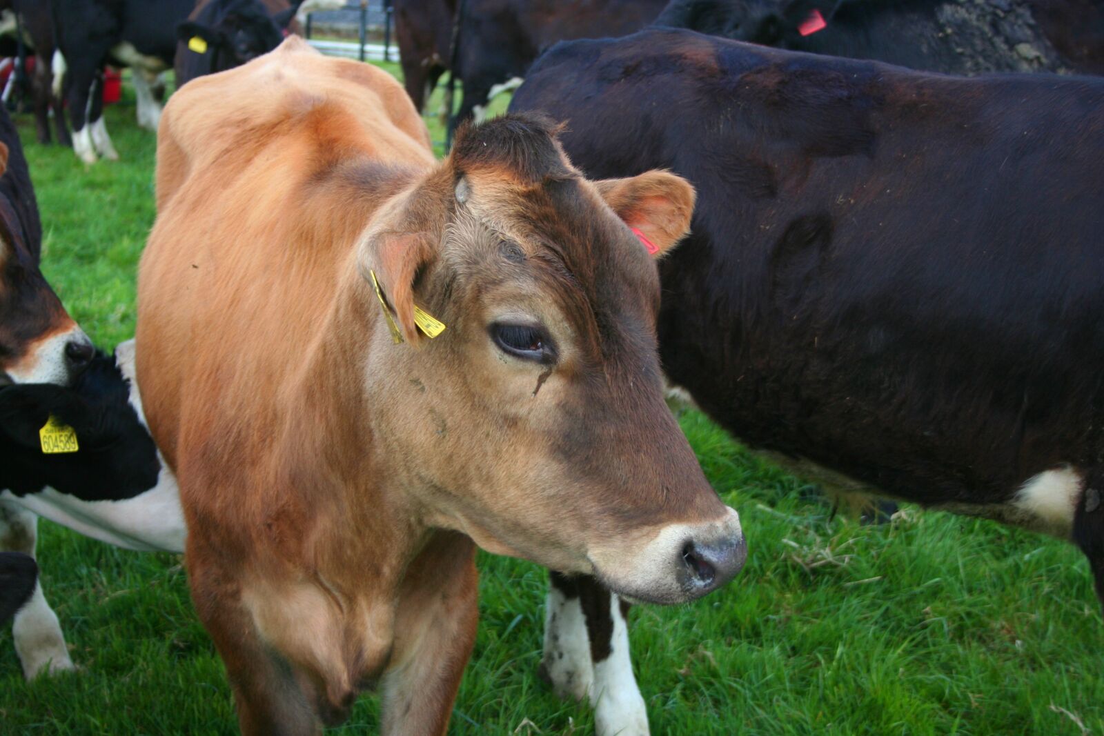 Canon EOS 350D (EOS Digital Rebel XT / EOS Kiss Digital N) sample photo. Cow, cattle, livestock photography