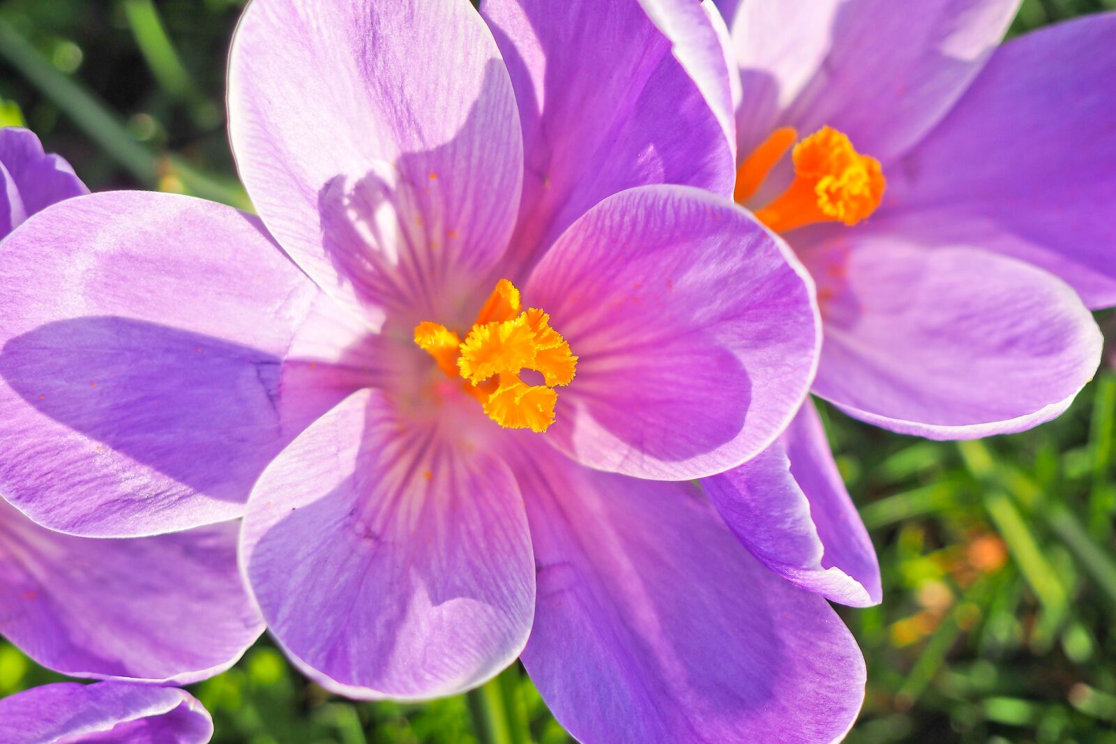 Olympus OM-D E-M10 sample photo. Crocus, flower, spring photography