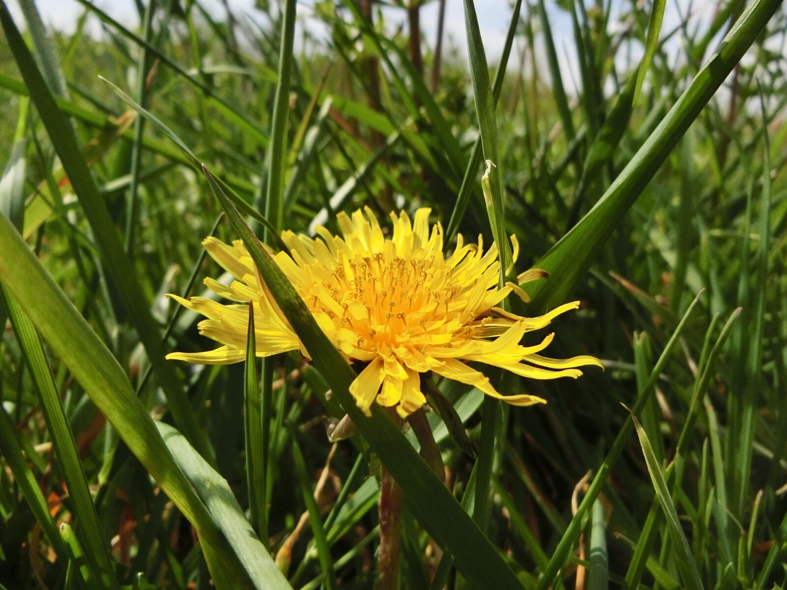 CASIO EX-ZR750 sample photo. Dandelion, sunny, spring photography