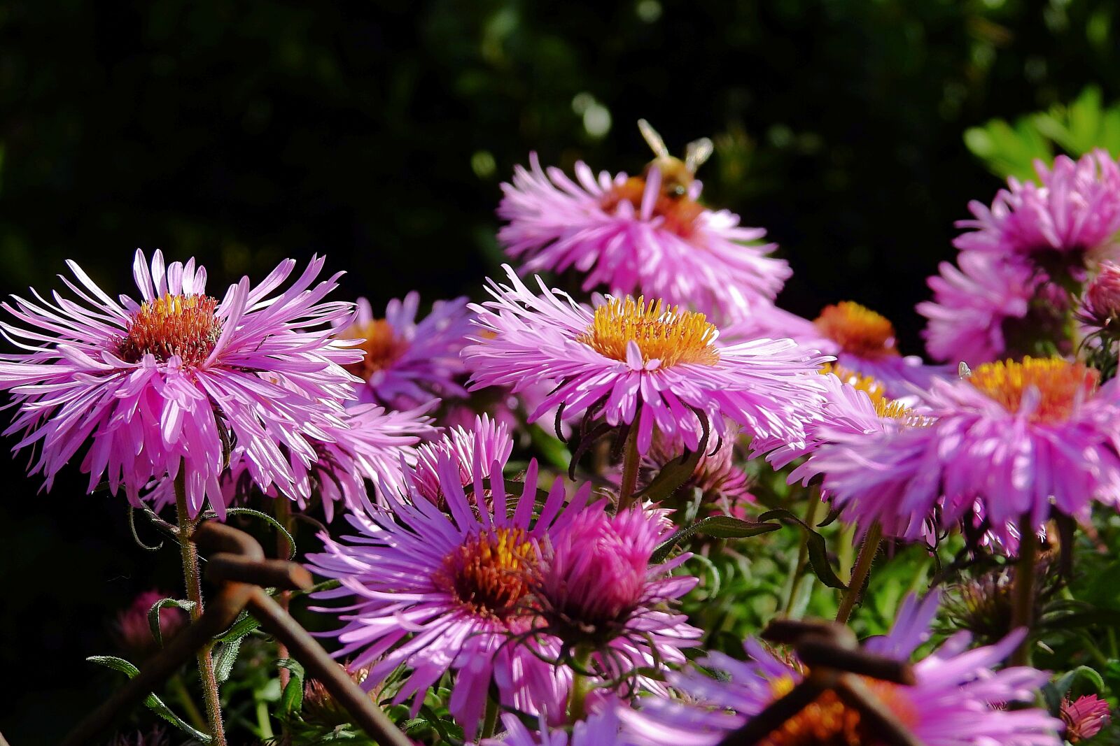 Nikon Coolpix P900 sample photo. Flowers, beauty, nature photography