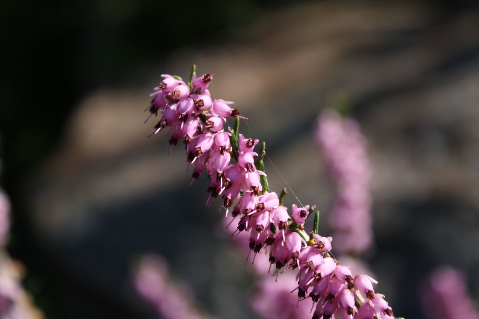 Canon EOS 1000D (EOS Digital Rebel XS / EOS Kiss F) sample photo. Flower, garden, plant photography