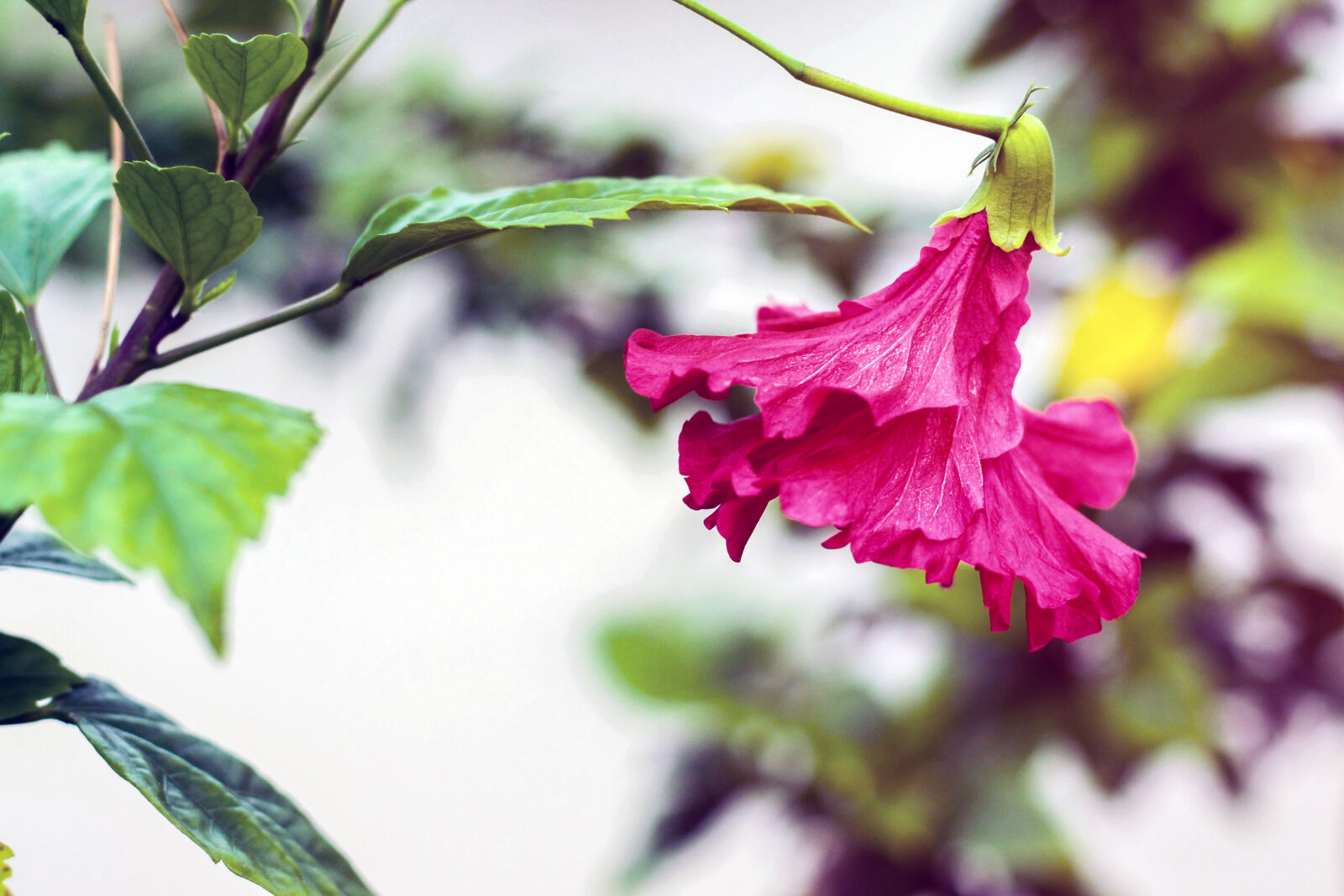 Canon EOS 700D (EOS Rebel T5i / EOS Kiss X7i) sample photo. Beautiful, flowers, ed, flower photography