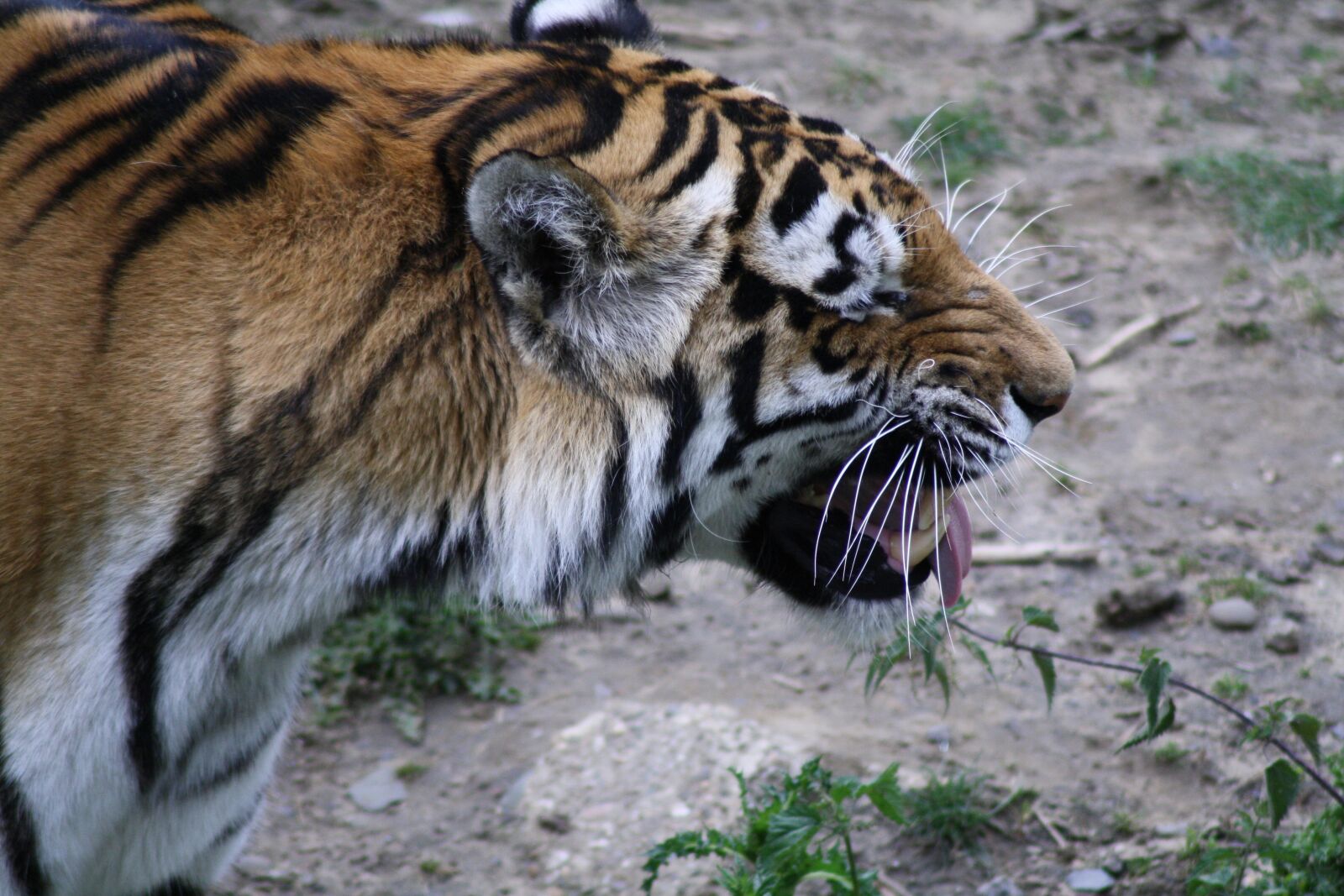 Canon EOS 1000D (EOS Digital Rebel XS / EOS Kiss F) sample photo. Tiger, animals, predator photography