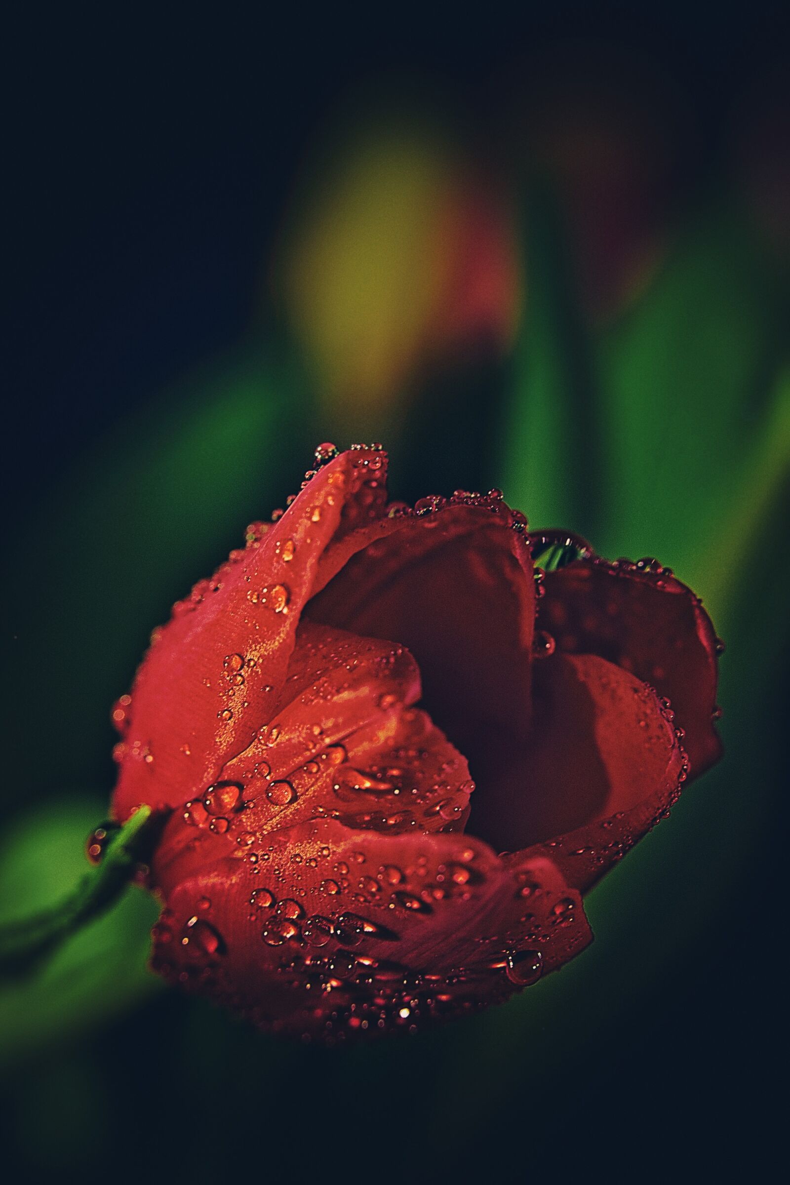 Canon EOS 6D Mark II sample photo. Tulip, drip, dew photography
