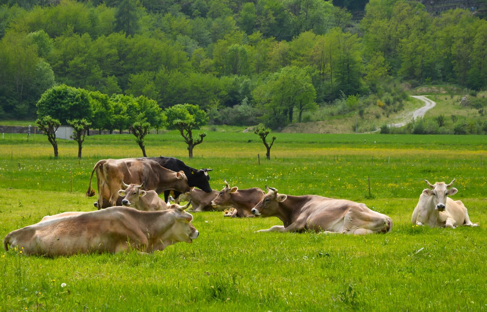 Nikon D7000 sample photo. The hay field, field photography