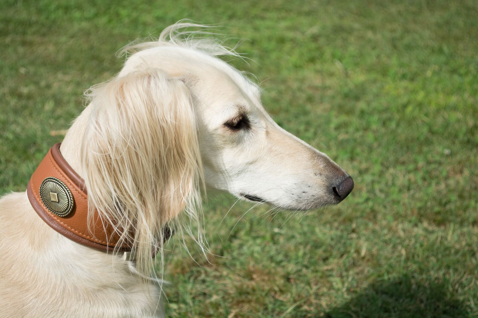 Nikon D5200 sample photo. Saluki, persian greyhound, portrait photography