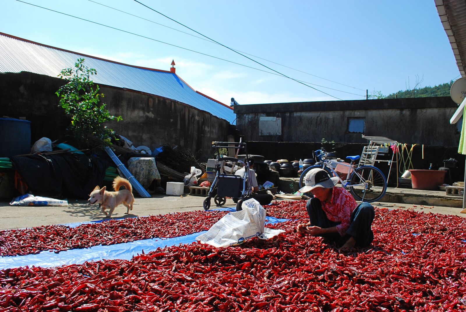 Nikon D60 sample photo. Autumn, pepper, harvest photography
