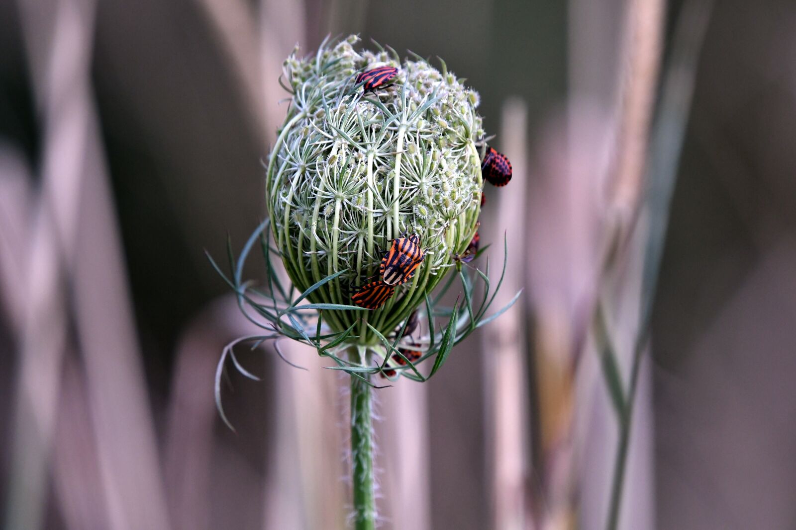 Nikon D500 sample photo. Pyamaschildwants, beetle, wild carrot photography
