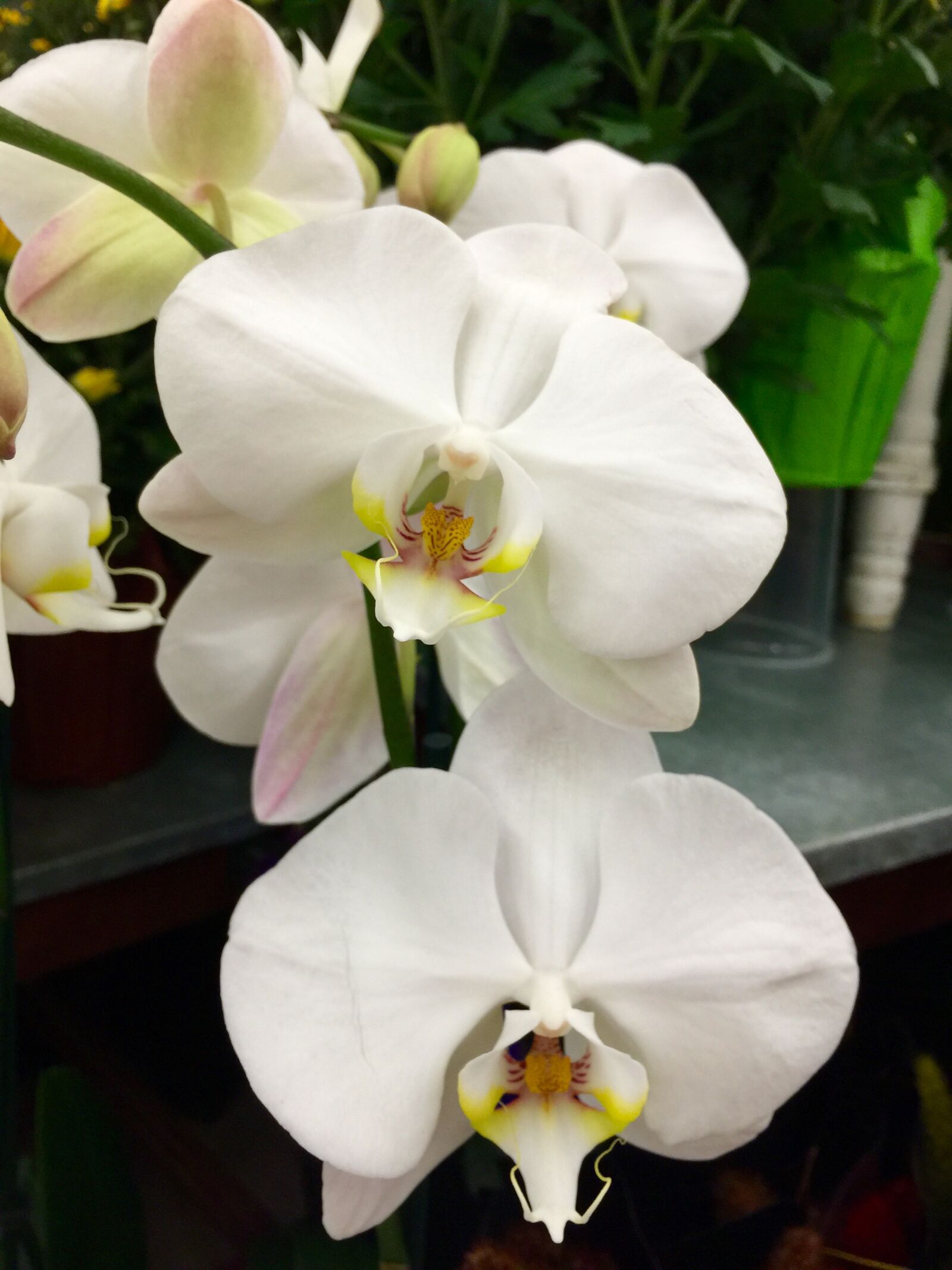 iPhone 6 Plus back camera 4.15mm f/2.2 sample photo. Bloom, blossom, close, flowers photography