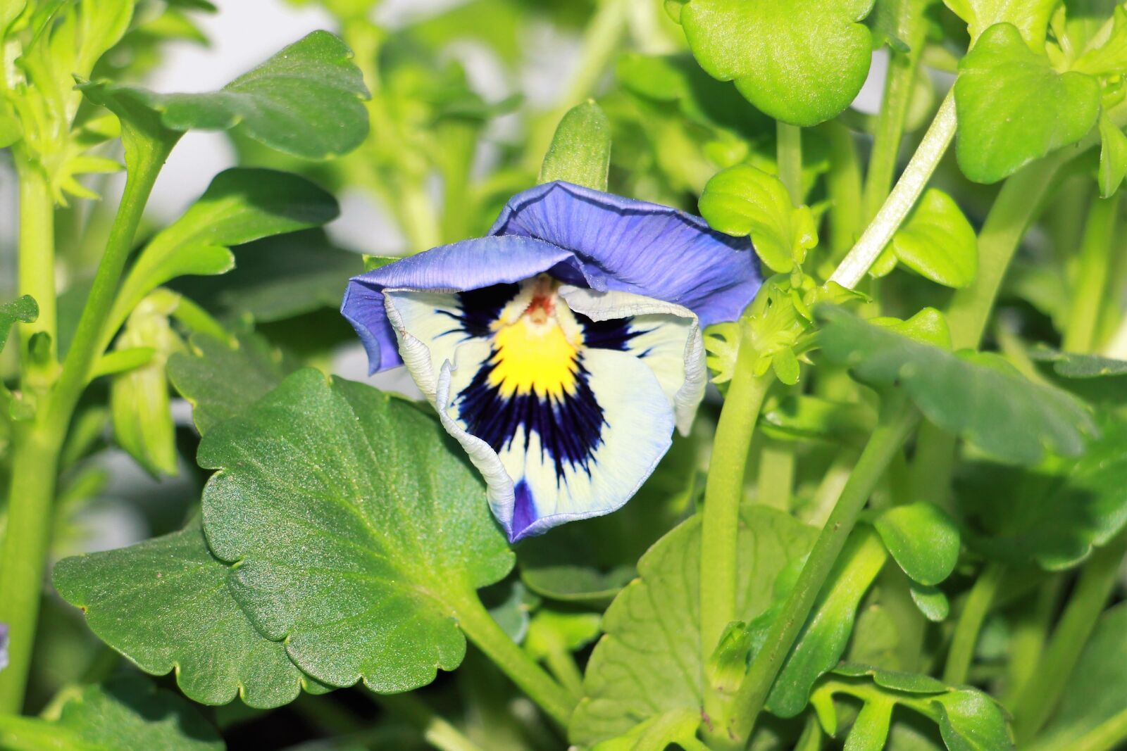 Canon EOS 650D (EOS Rebel T4i / EOS Kiss X6i) sample photo. Flower, nature, pansies photography