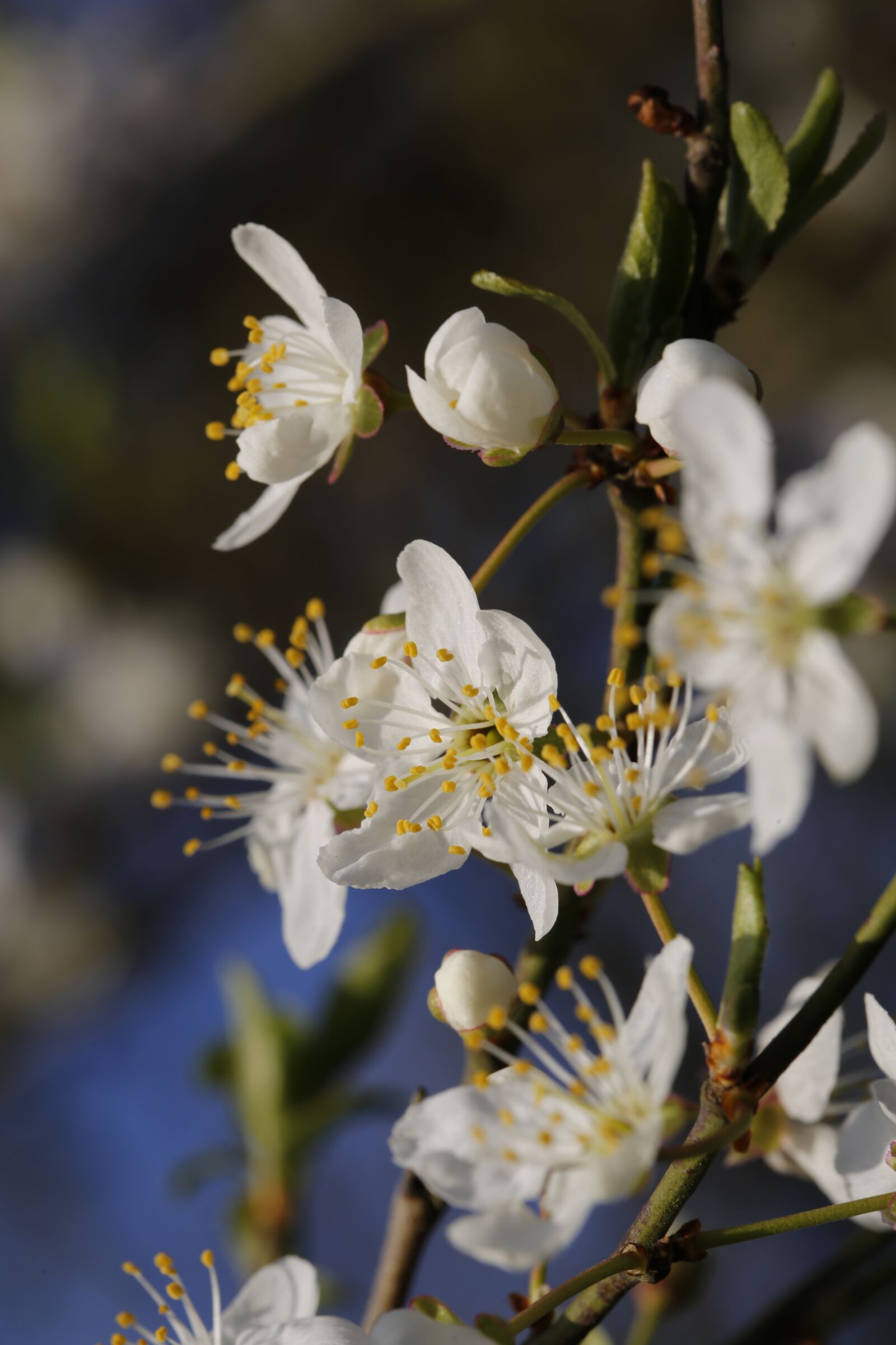 Canon EF 100mm F2.8L Macro IS USM sample photo. Spring, flower, nature photography
