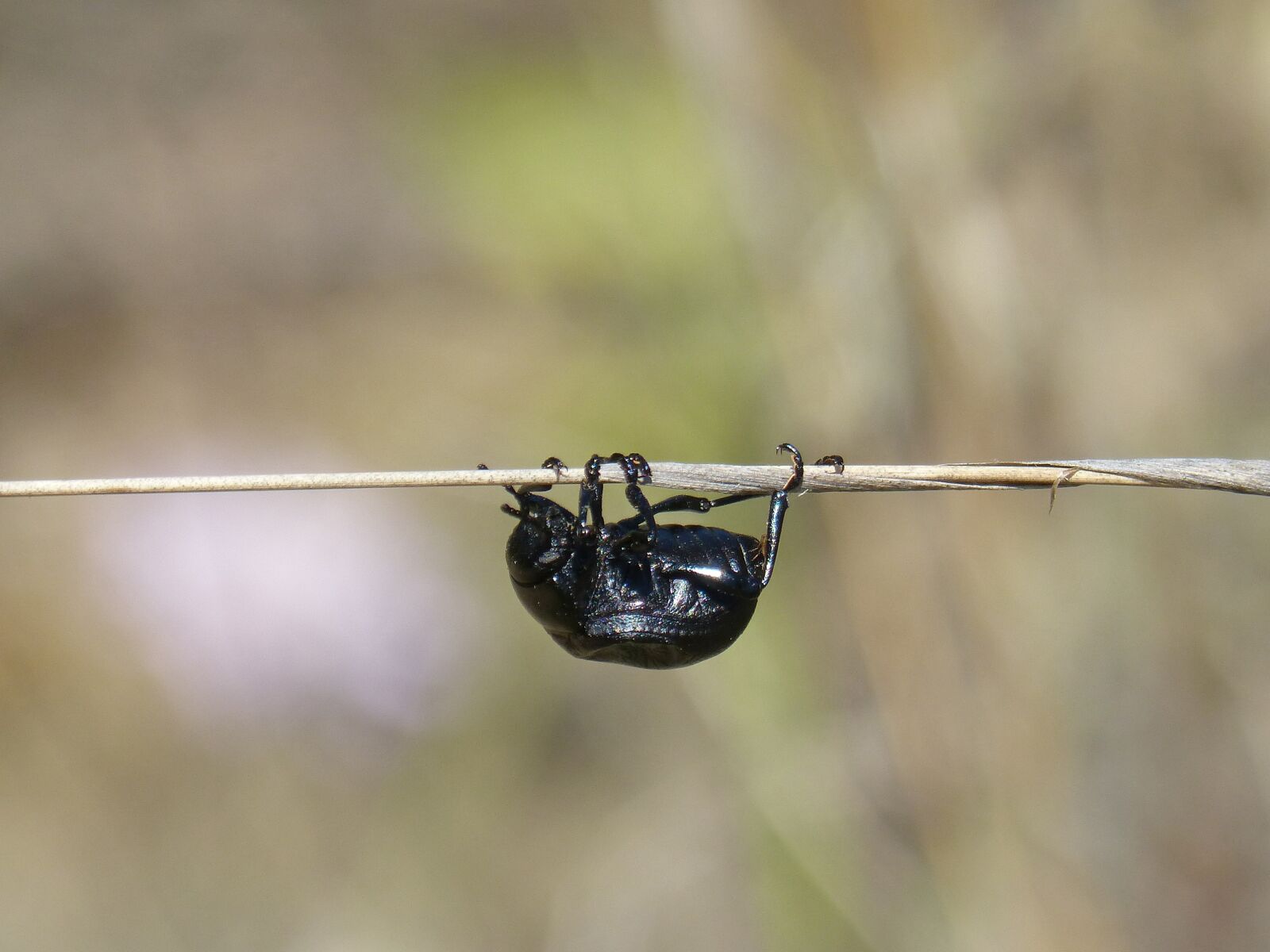 Panasonic DMC-FZ62 sample photo. Beetle, branch, head down photography