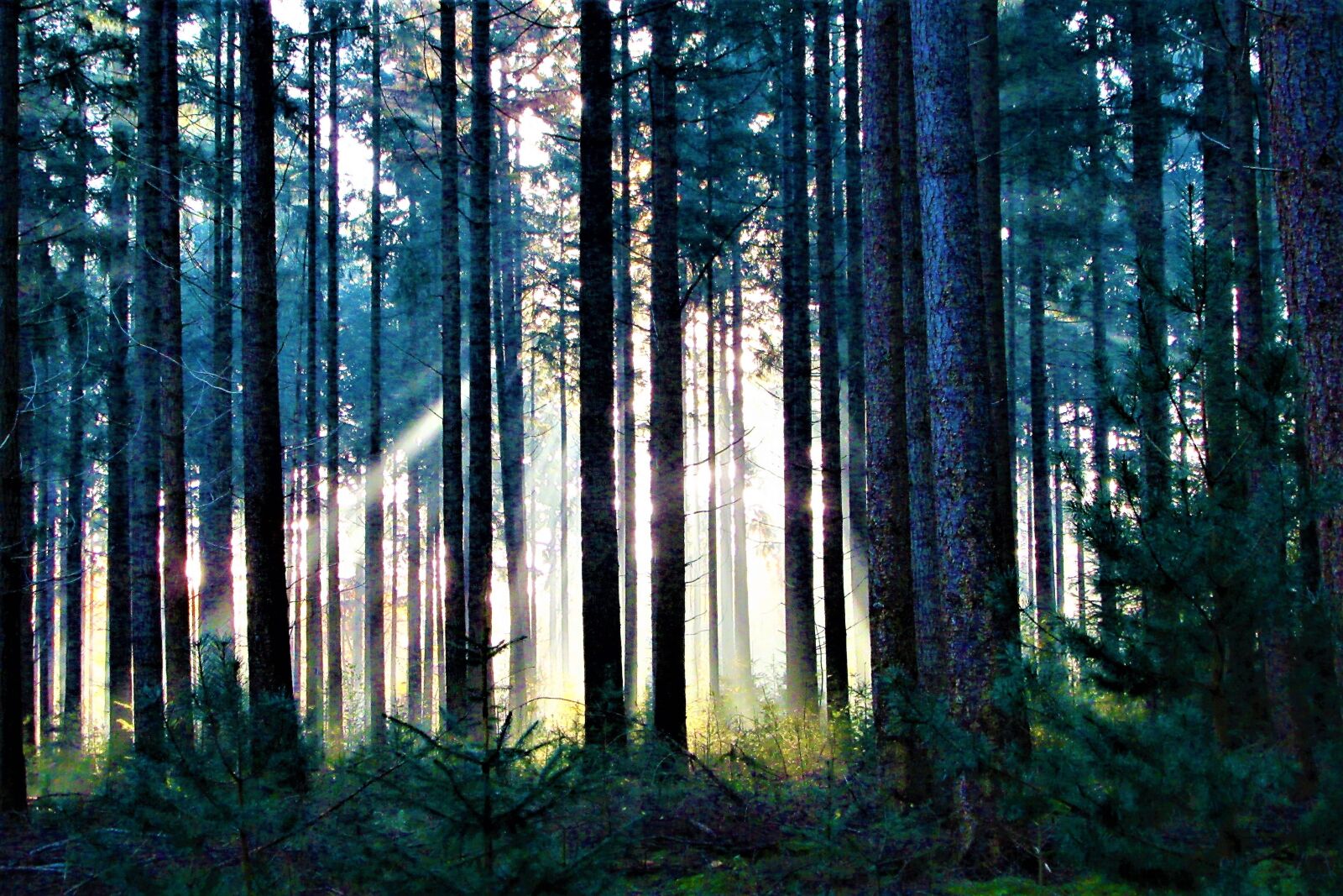 Canon PowerShot SX610 HS sample photo. Nature, sunrise, coniferous trees photography
