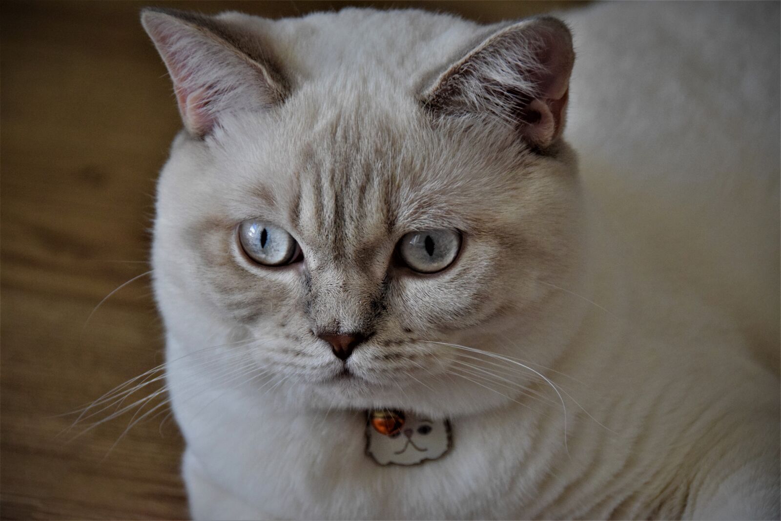 Nikon D5300 sample photo. Cat, pets, cute photography