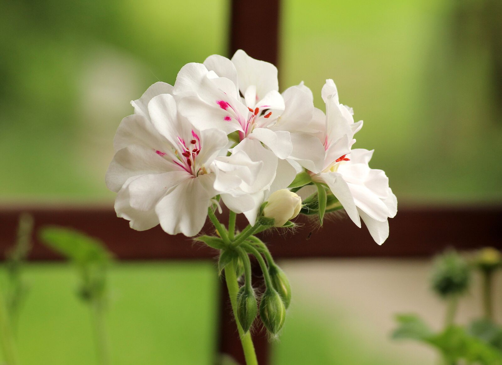 Canon EOS 1200D (EOS Rebel T5 / EOS Kiss X70 / EOS Hi) sample photo. Geranium, flowerpots, white flower photography