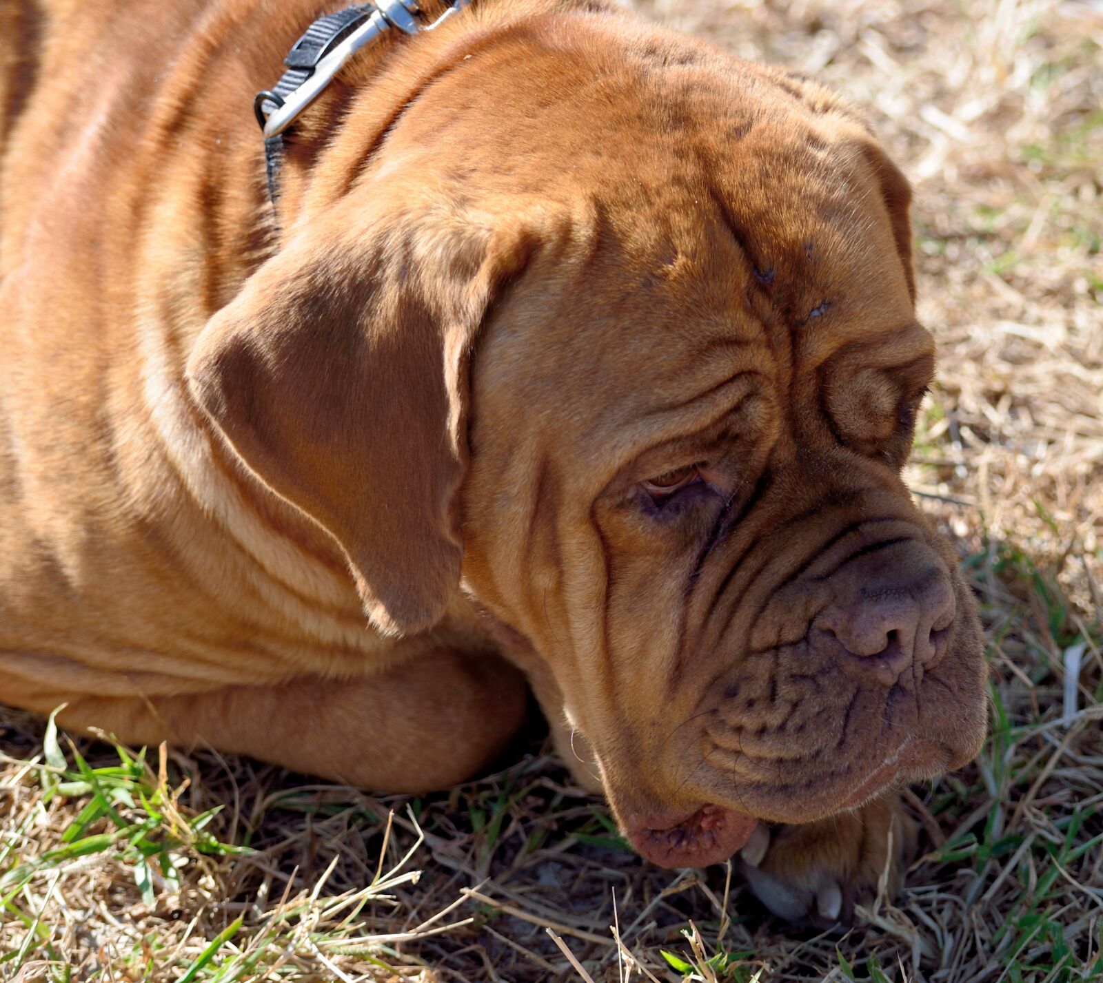 Nikon D7000 sample photo. Rescued dog, animal, dog photography