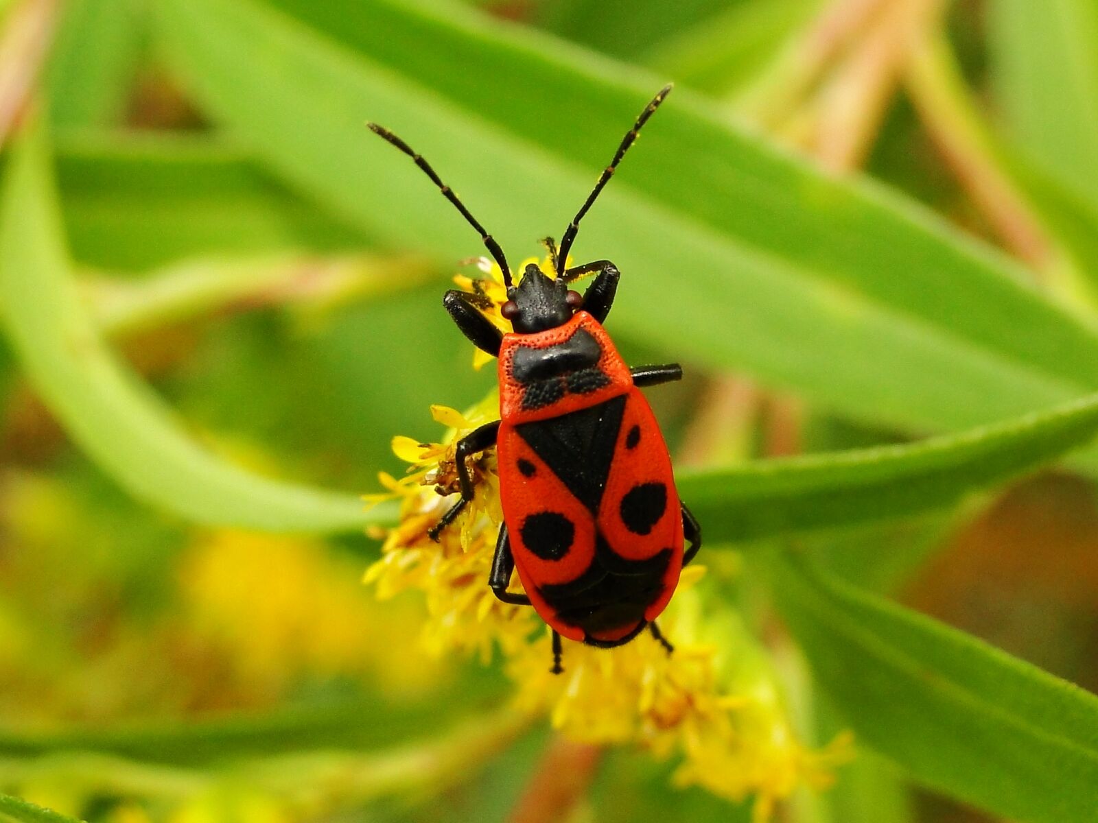 Sony Cyber-shot DSC-HX1 sample photo. Insect, nature, antennae photography