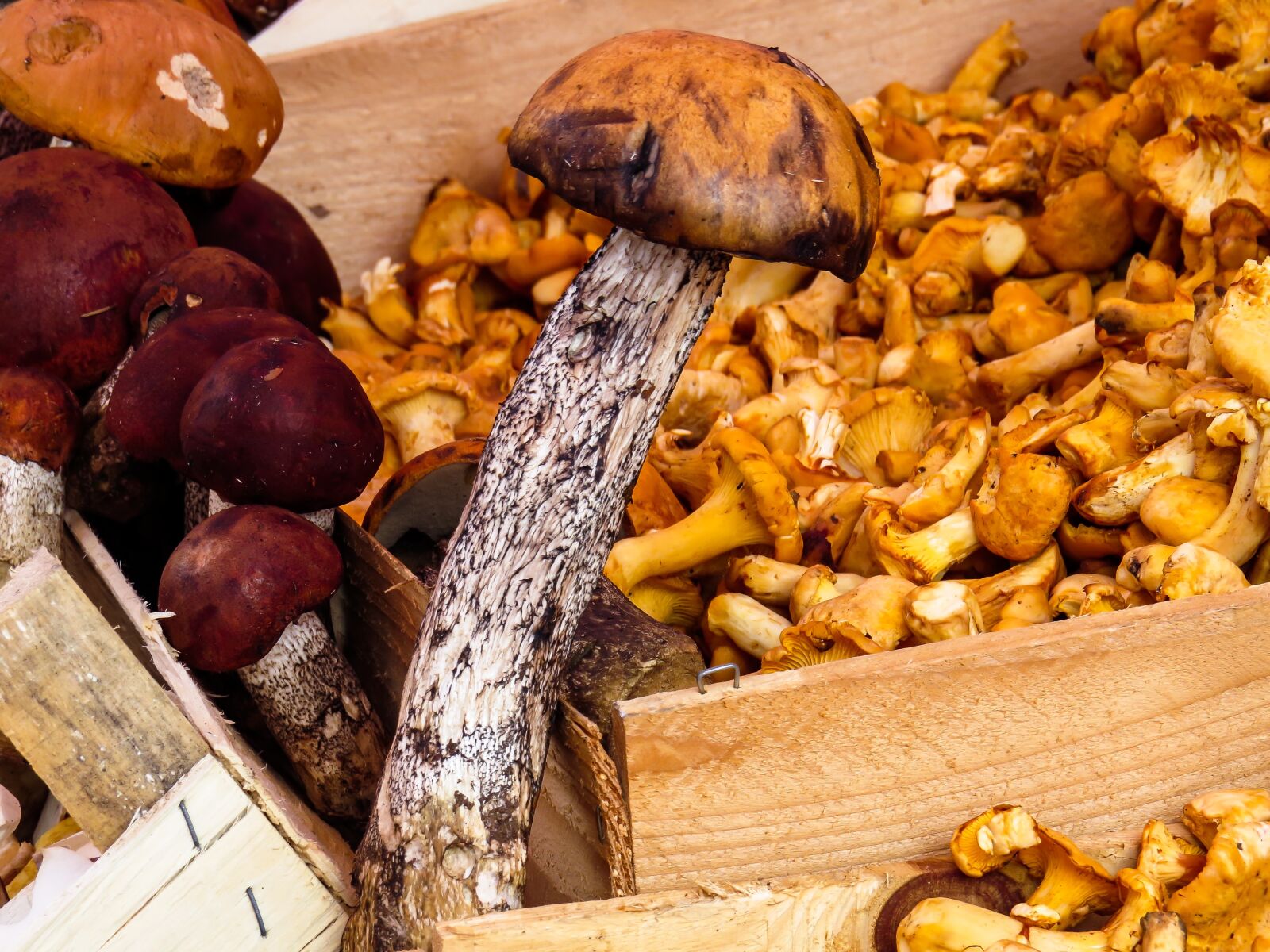 Canon PowerShot SX50 HS sample photo. Mushrooms, food mushrooms, mushroom photography