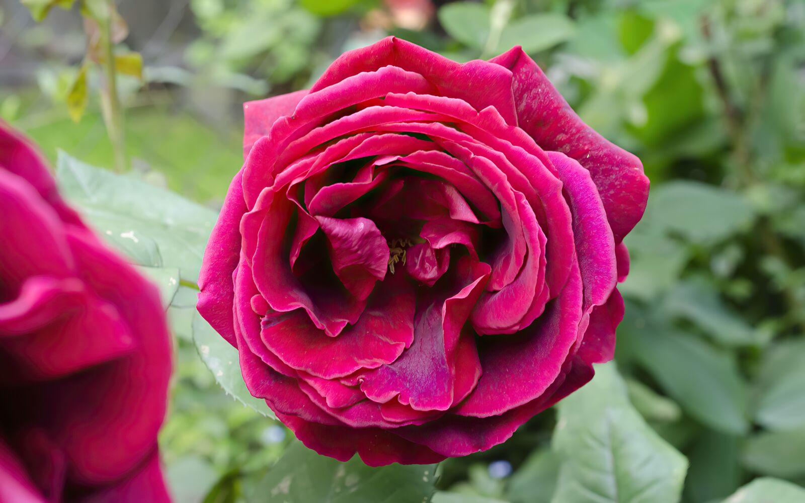 Nikon D5100 sample photo. Flower, flowers, rose photography