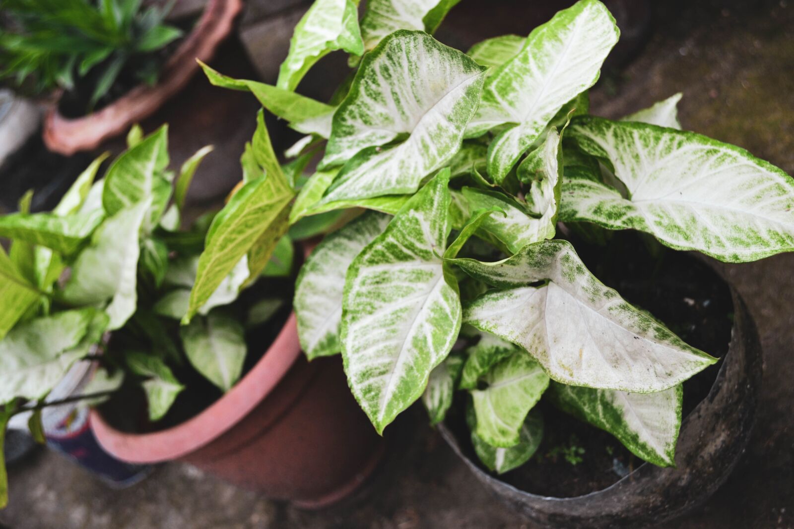Nikon D3100 sample photo. Plants, garden plant, garden photography