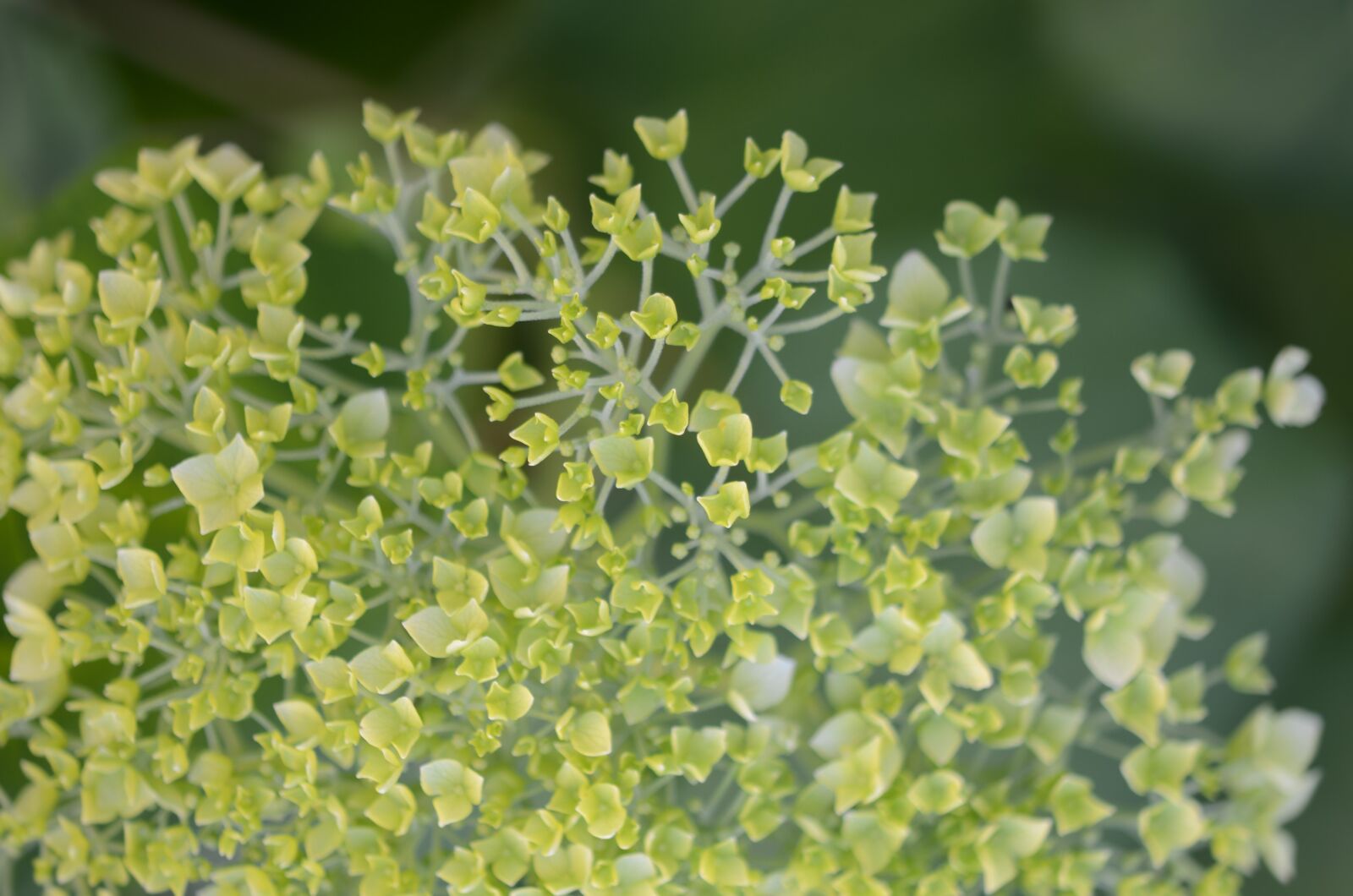 Nikon D7000 sample photo. Flower, nature, spring photography