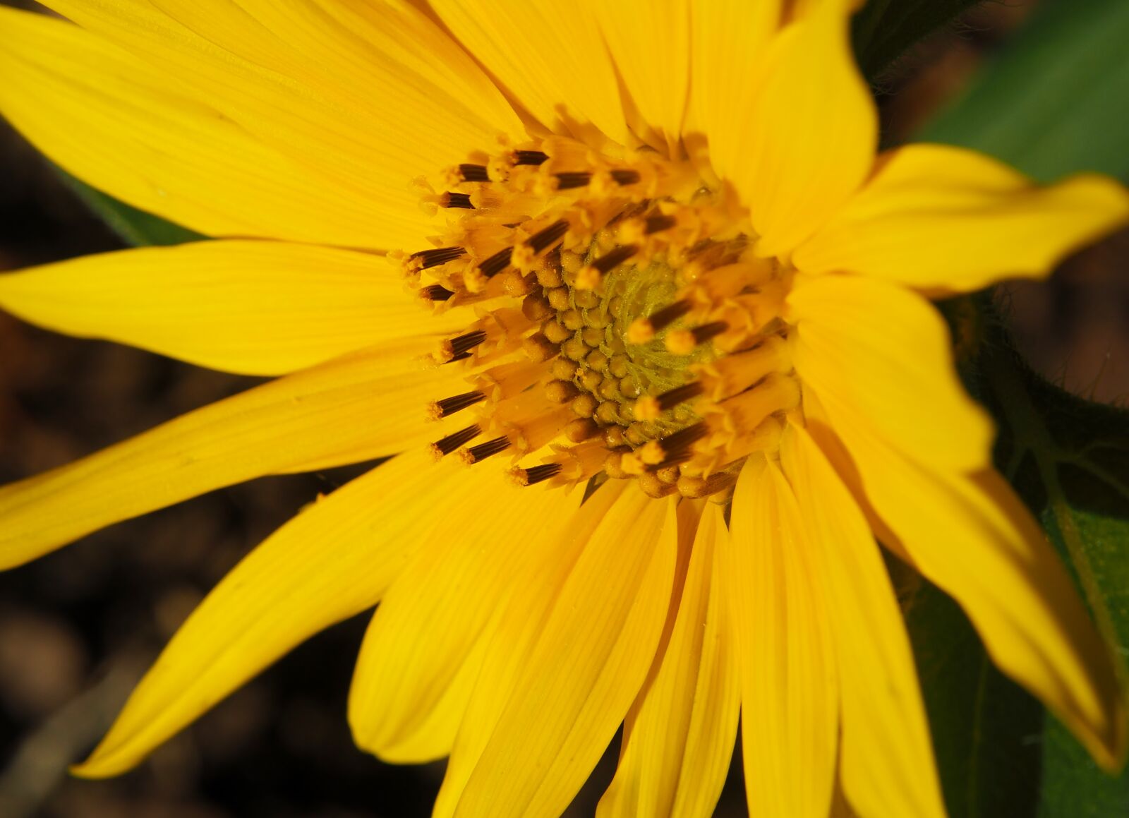 Olympus OM-D E-M10 sample photo. Sunflower, blossom, bloom photography