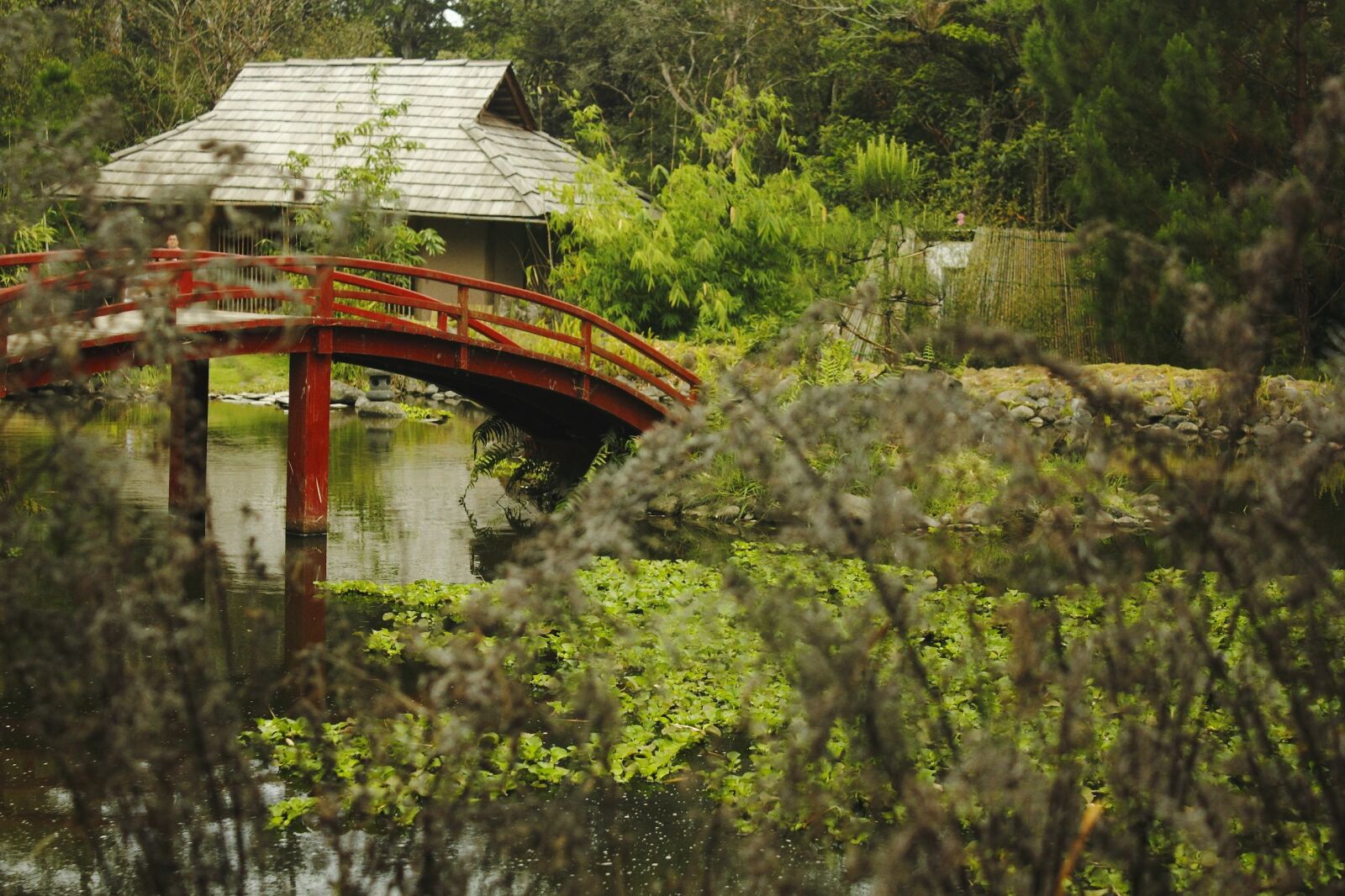 Canon EOS 550D (EOS Rebel T2i / EOS Kiss X4) sample photo. Nature, wood, tree photography