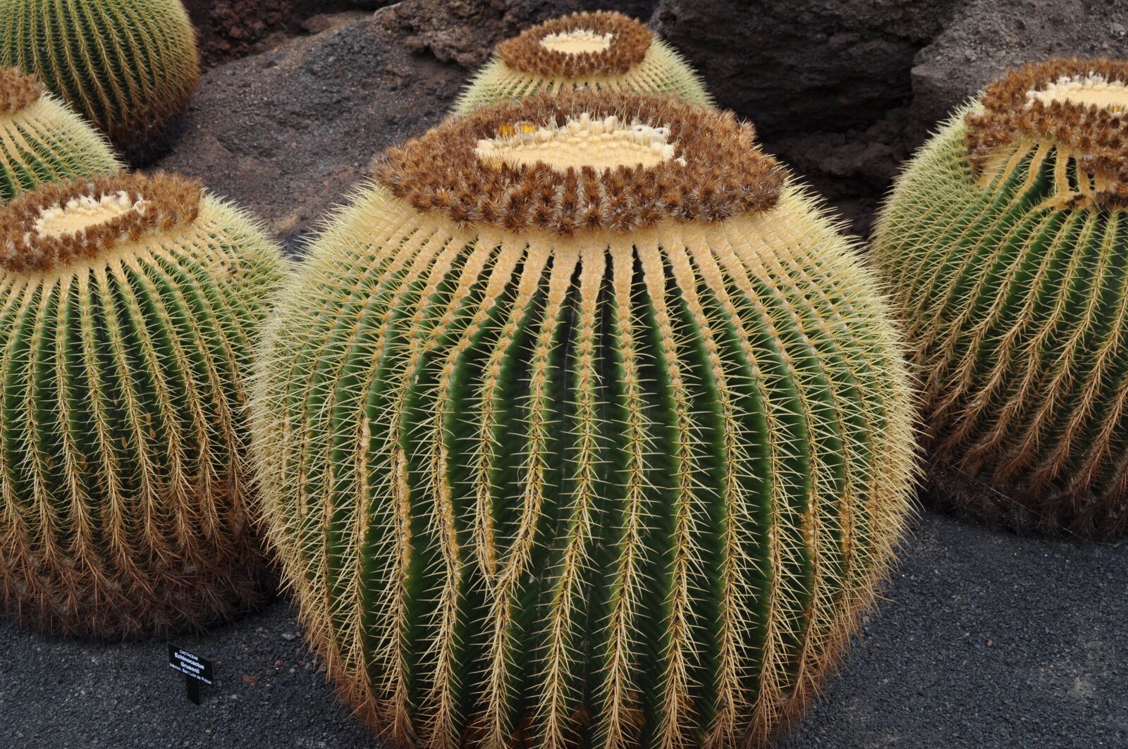 Nikon D5000 sample photo. Cactus, lanzarote, spain photography