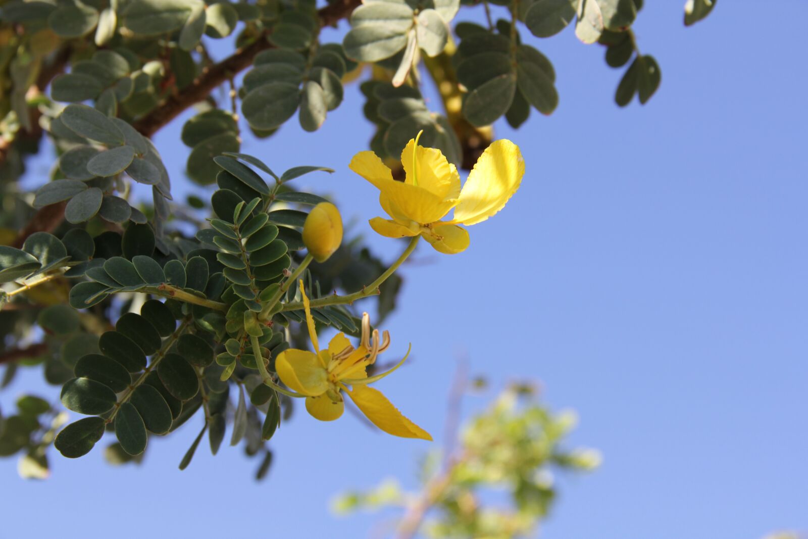Canon EOS 60D sample photo. Flower, leaves, nature photography